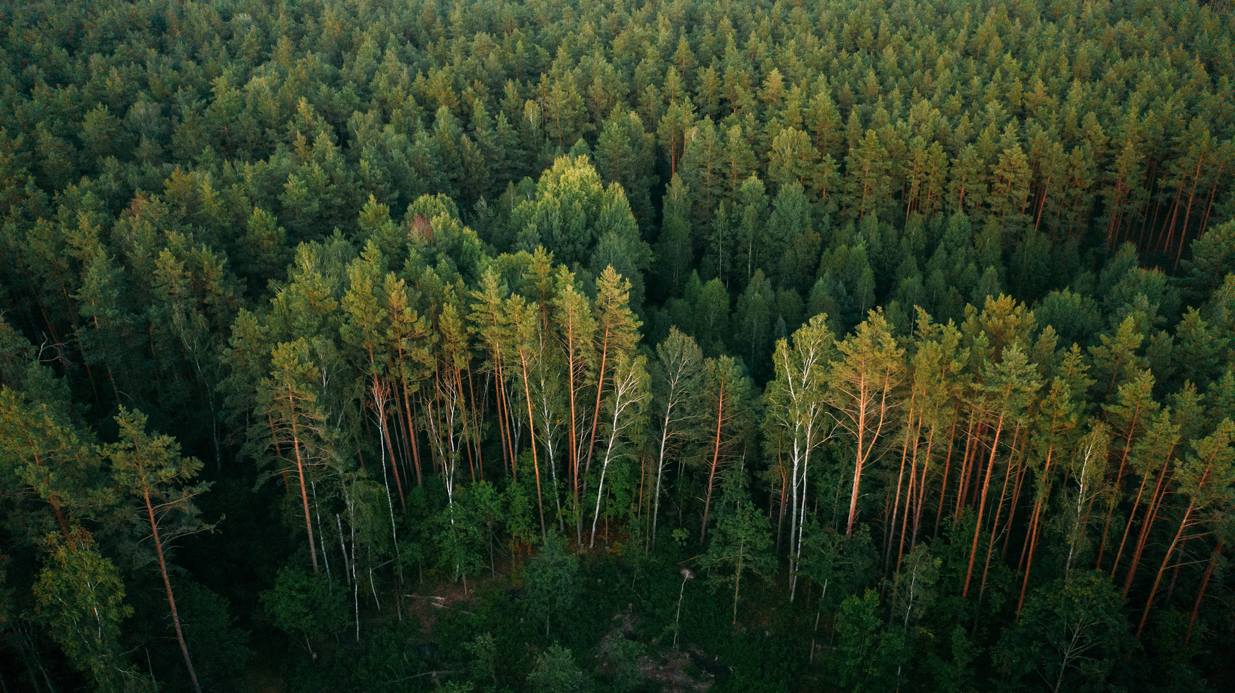 Kaucon Oy – vastuullista toimintaa suomalaisessa metsämaisemassa