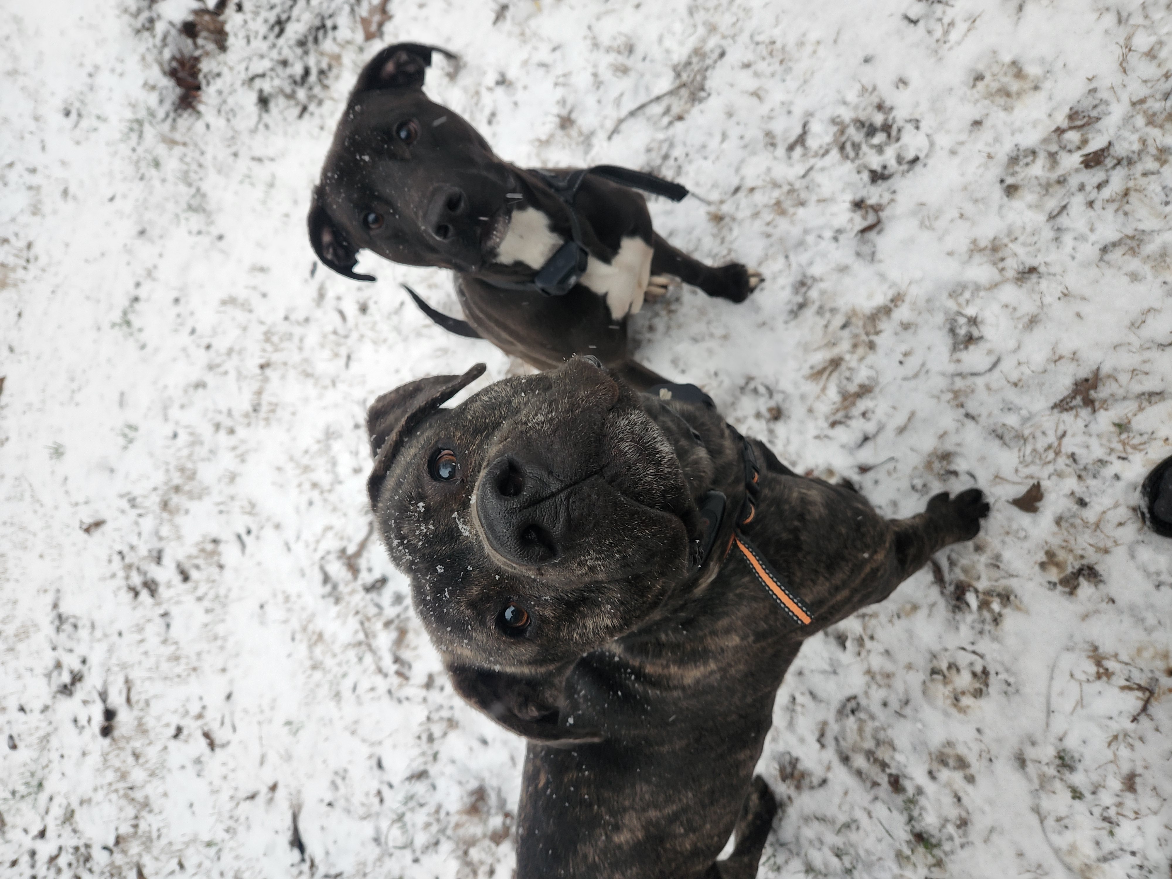 Snow Conditioning & Eye Contact