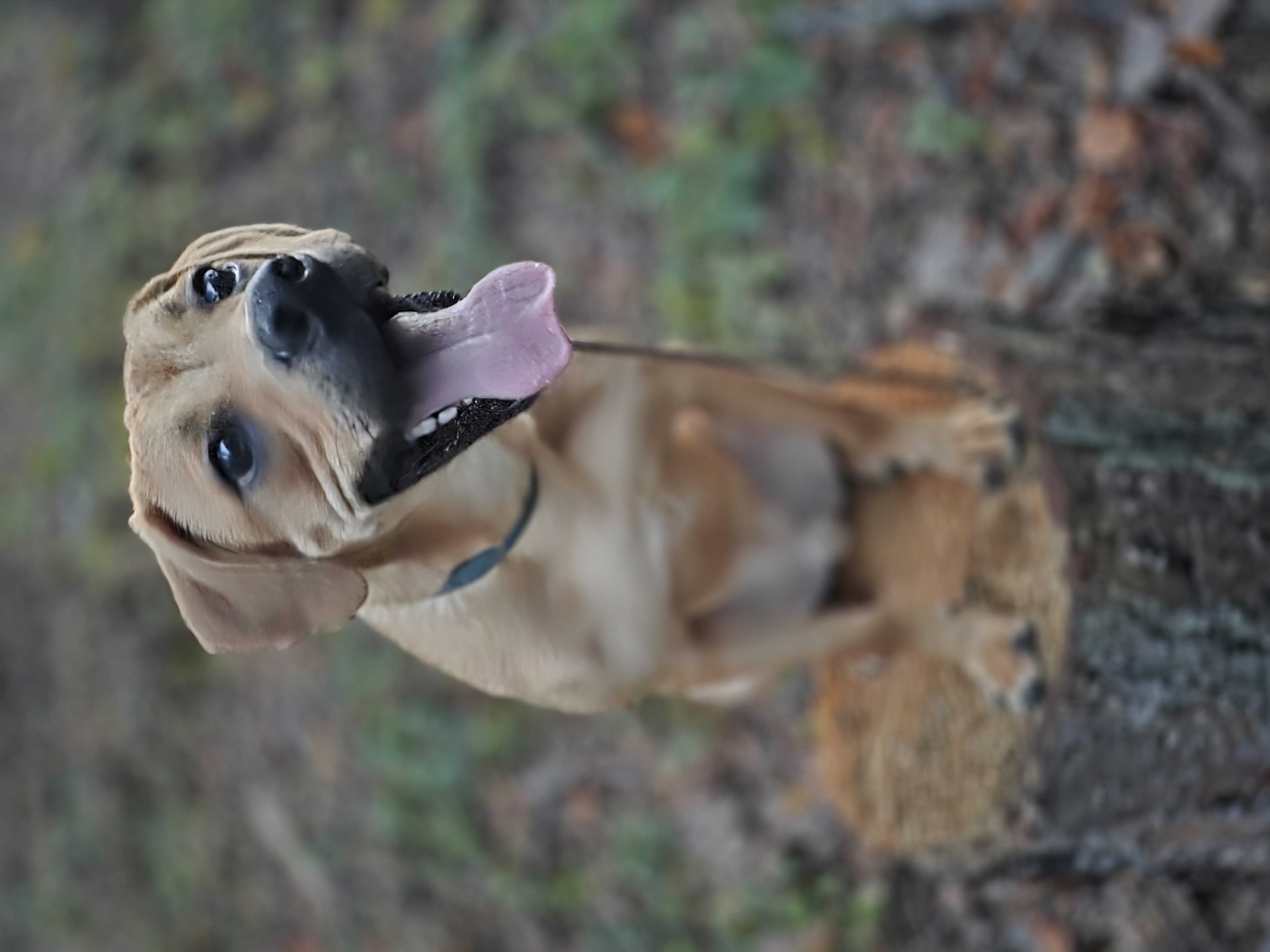 Woodland Agility & Joy