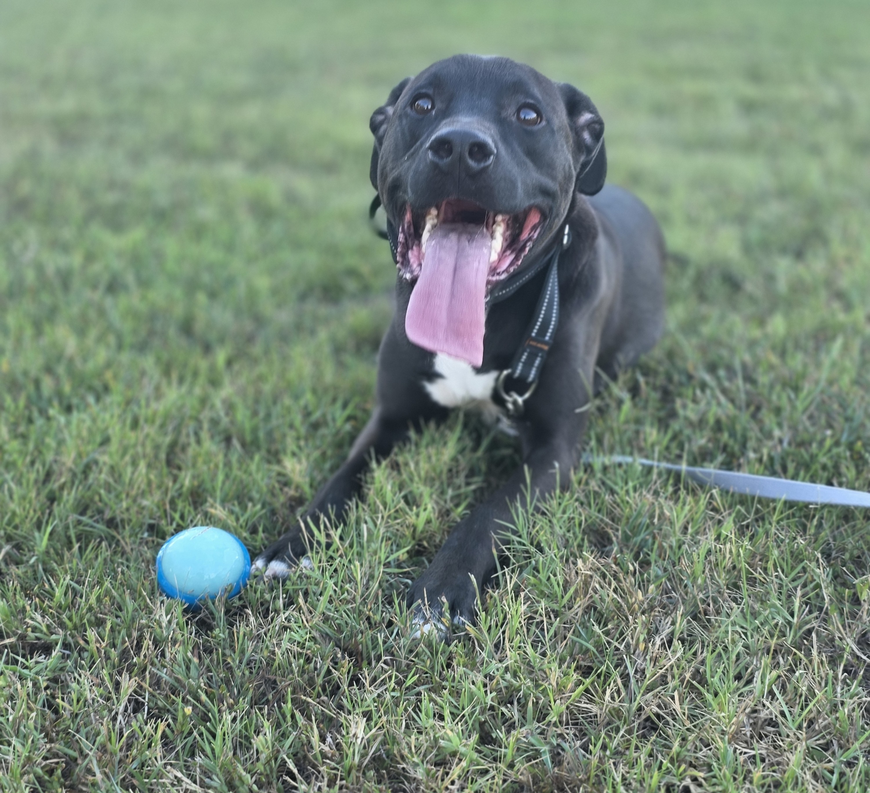 Field Recall & Ball Drive