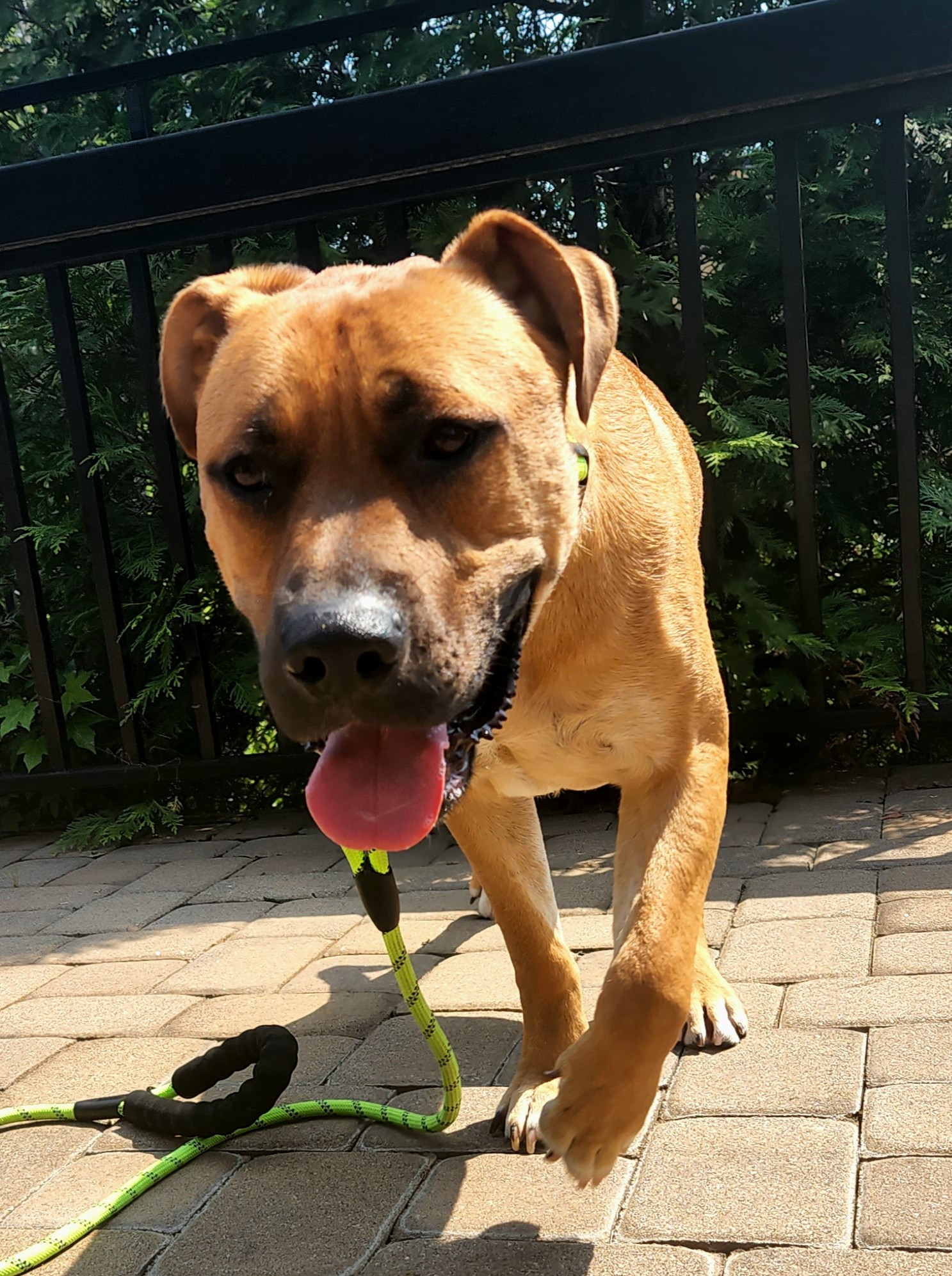 Loose-Leash Patio Manners