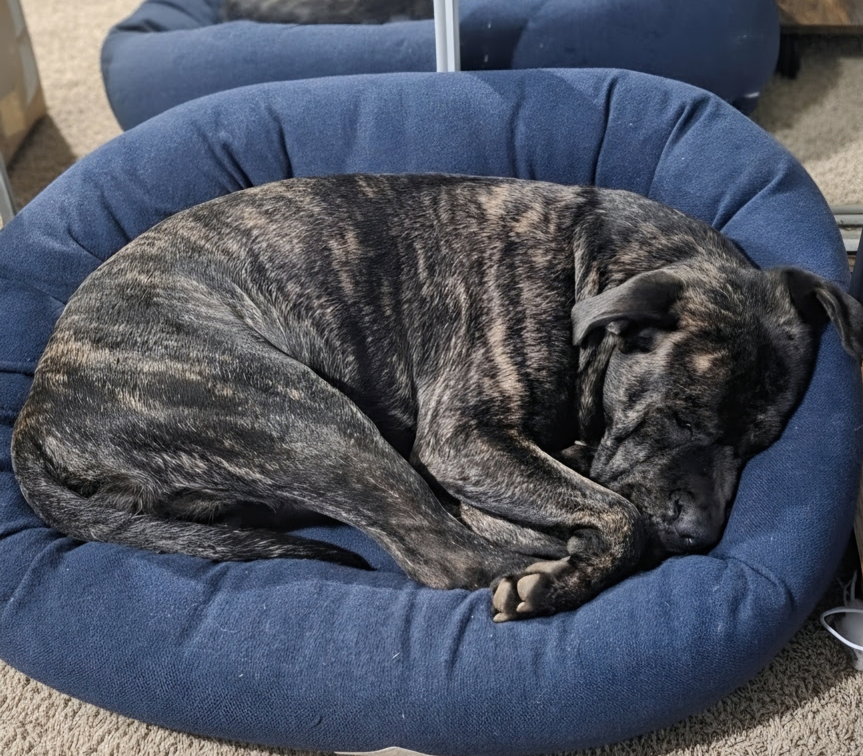 Structured Kennel Rest