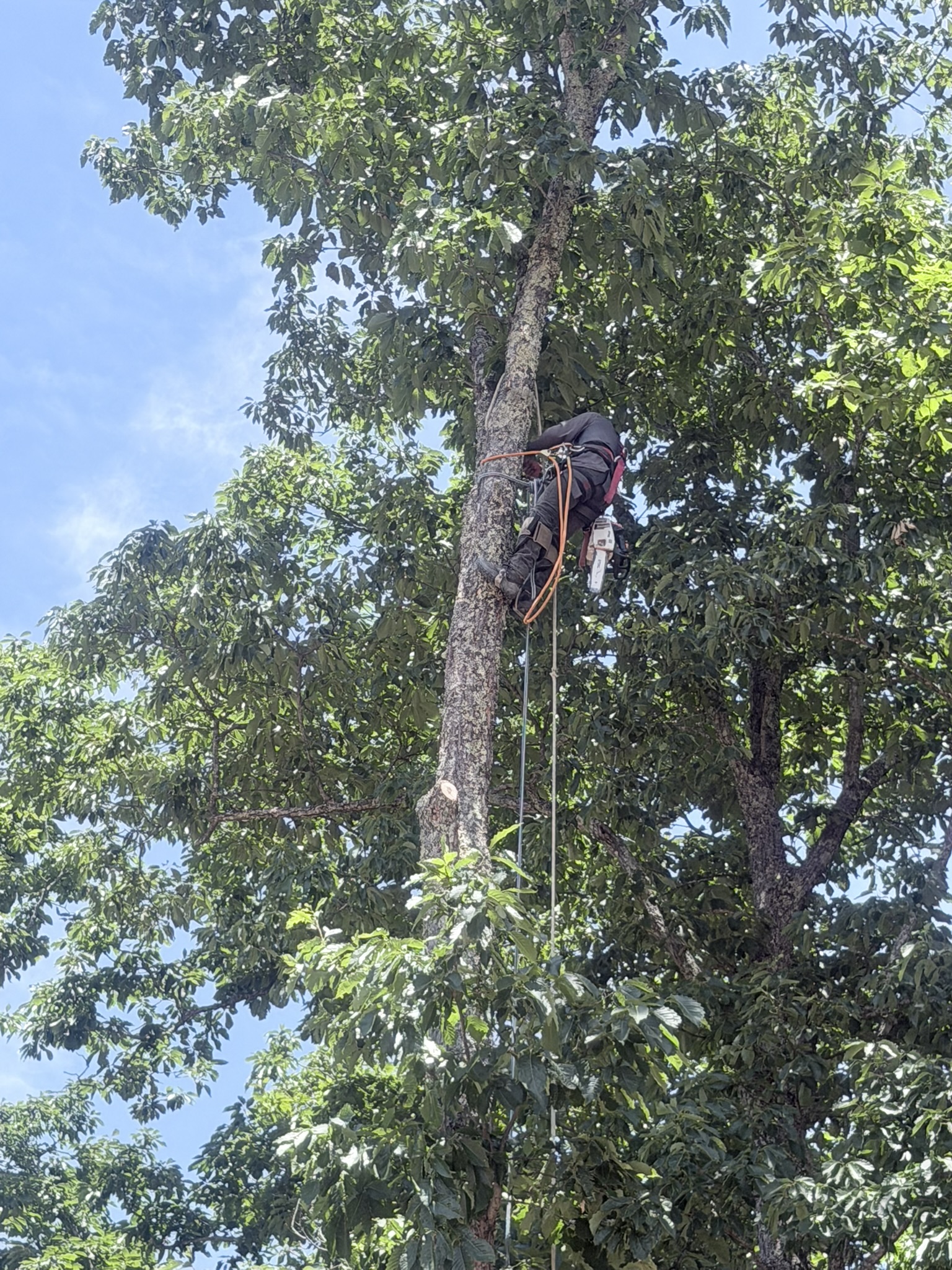 Tree Services & Clearing