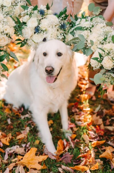 Golden retriever wedding pet sitting among autumn fallen leaves and floral arch at The Willow