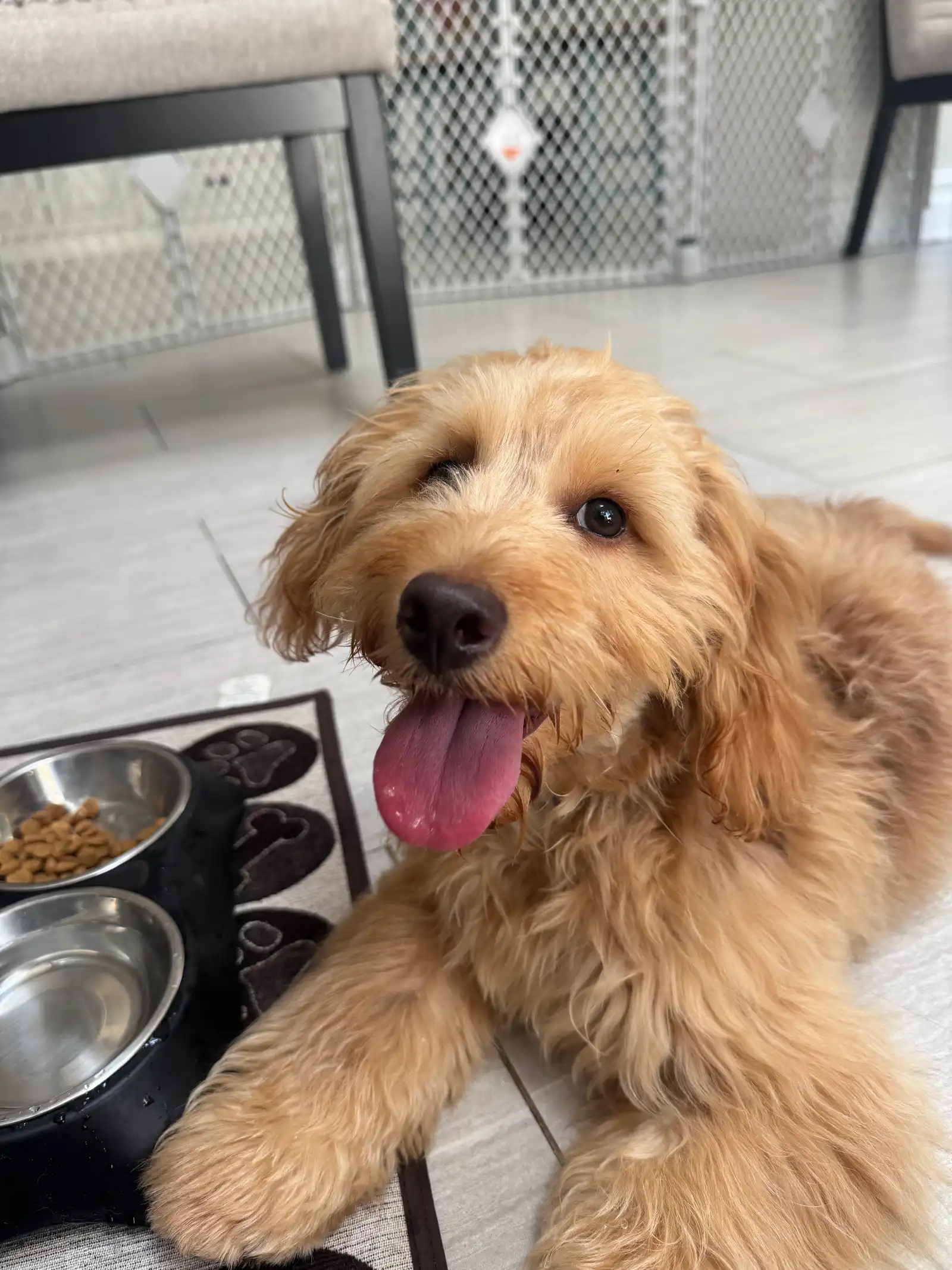 Teddy the Golden Doodle during a pet sitting and dog walking visit with Super Gigi in Bergen County, NJ — Big tongue, empty bowl, zero regrets! Teddy finished every last bite and immediately asked for post-dinner belly scratches.