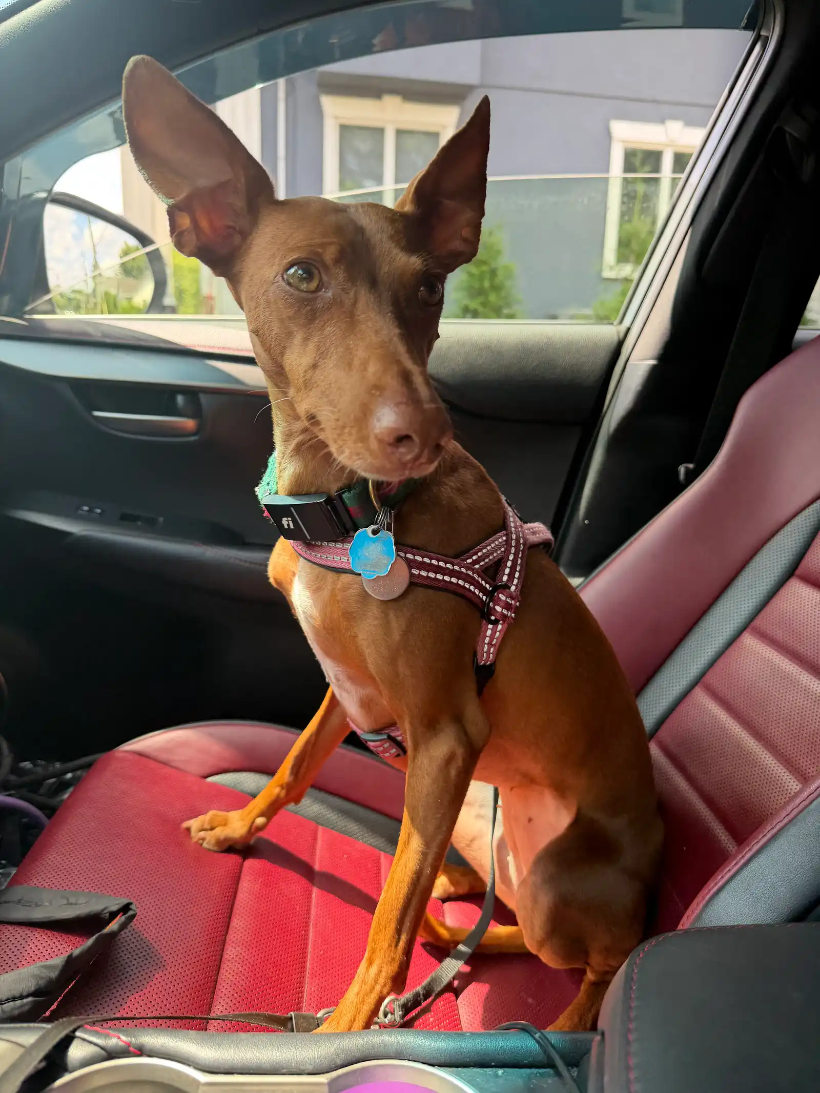Alert reddish-brown pup in car harness riding on red leather seats — Super Gigi pet sitting and dog walking in Bergen County, NJ
