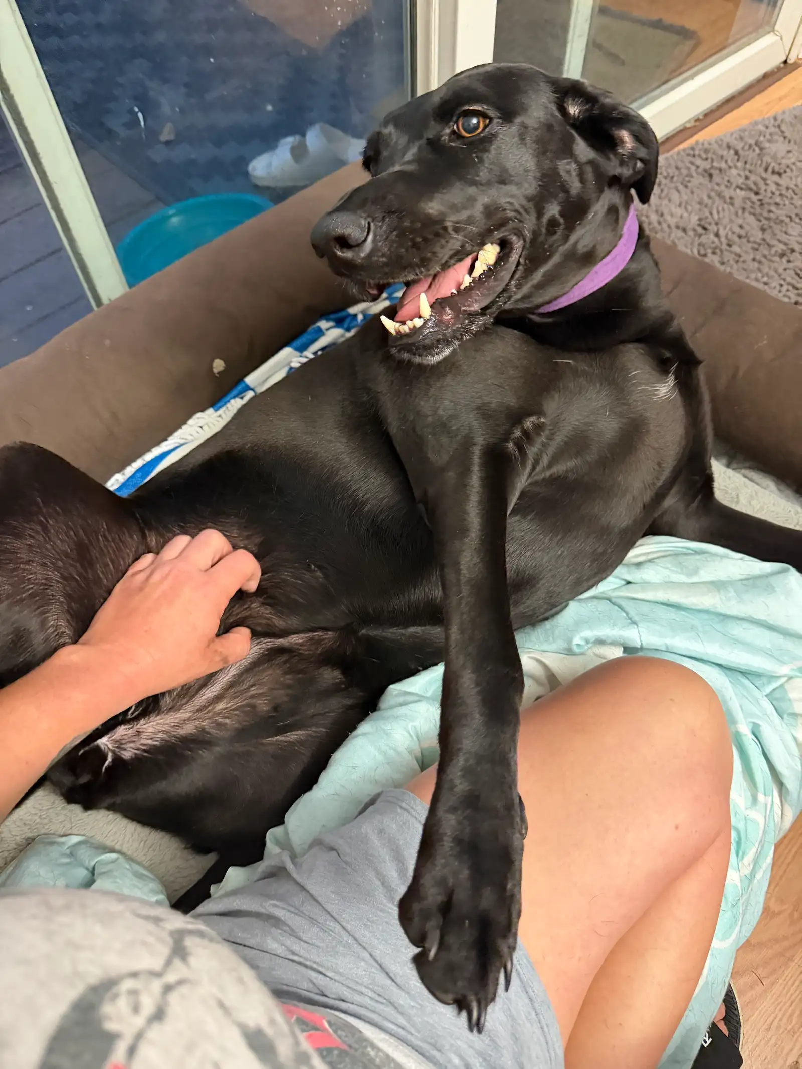Goofy upside-down belly rubs for happy black lab on sofa — Super Gigi pet sitting and dog walking in Bergen County, NJ