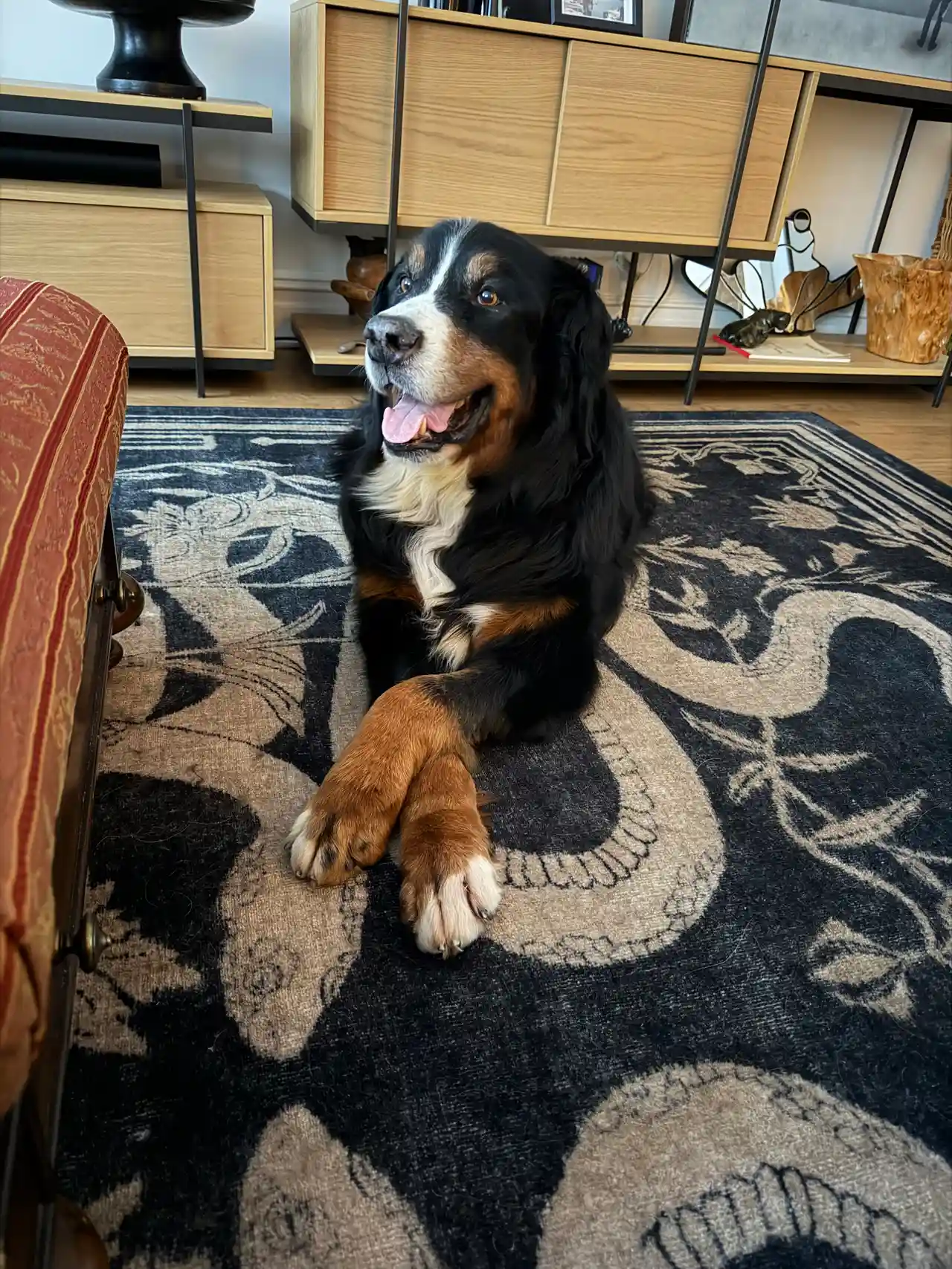 Bernese mountain dog resting with crossed paws on ornate living room rug — Super Gigi pet sitting and dog walking in Bergen County, NJ