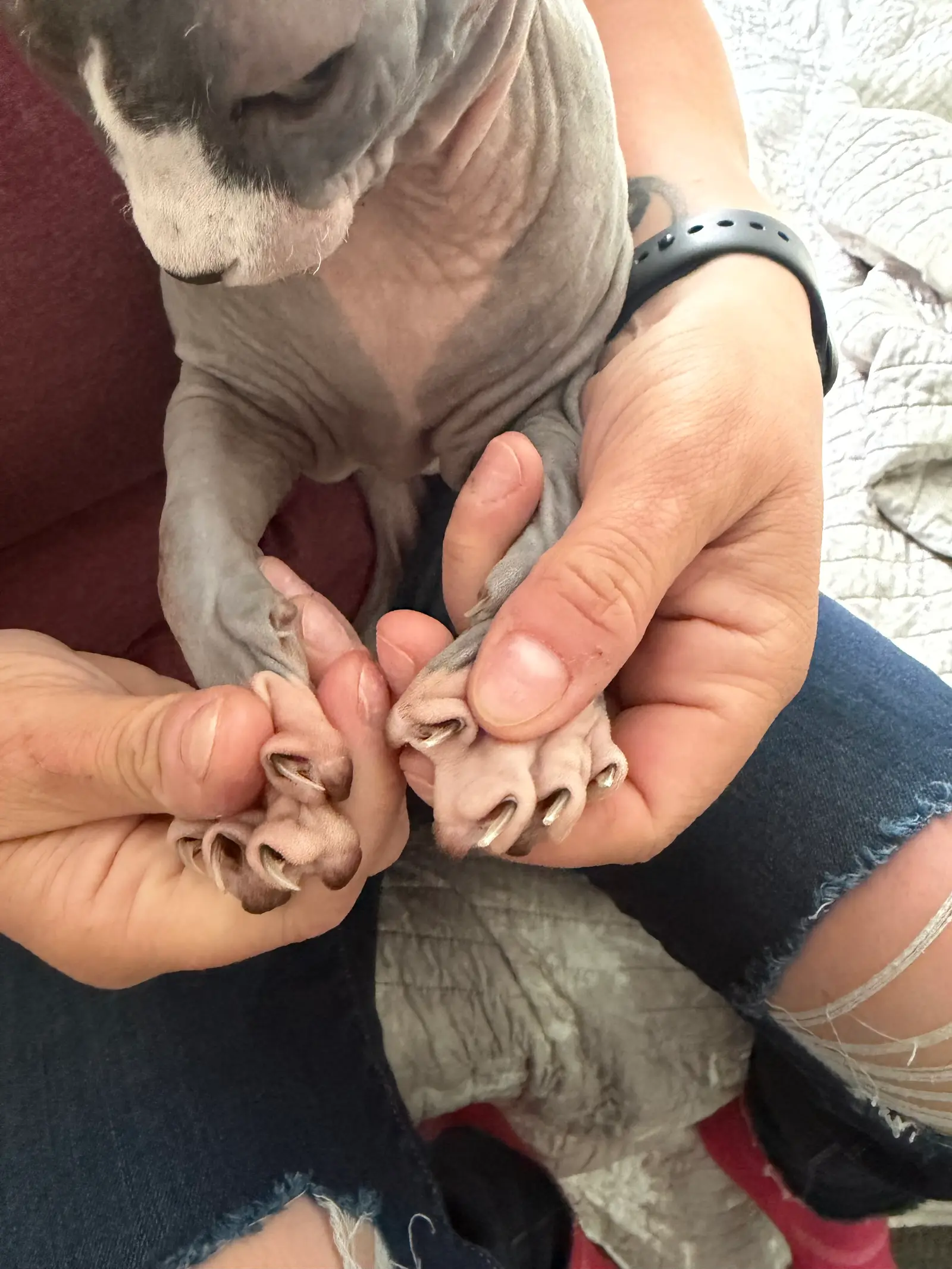 Gentle hands inspecting and pampering soft paws — Super Gigi pet sitting and dog walking in Bergen County, NJ