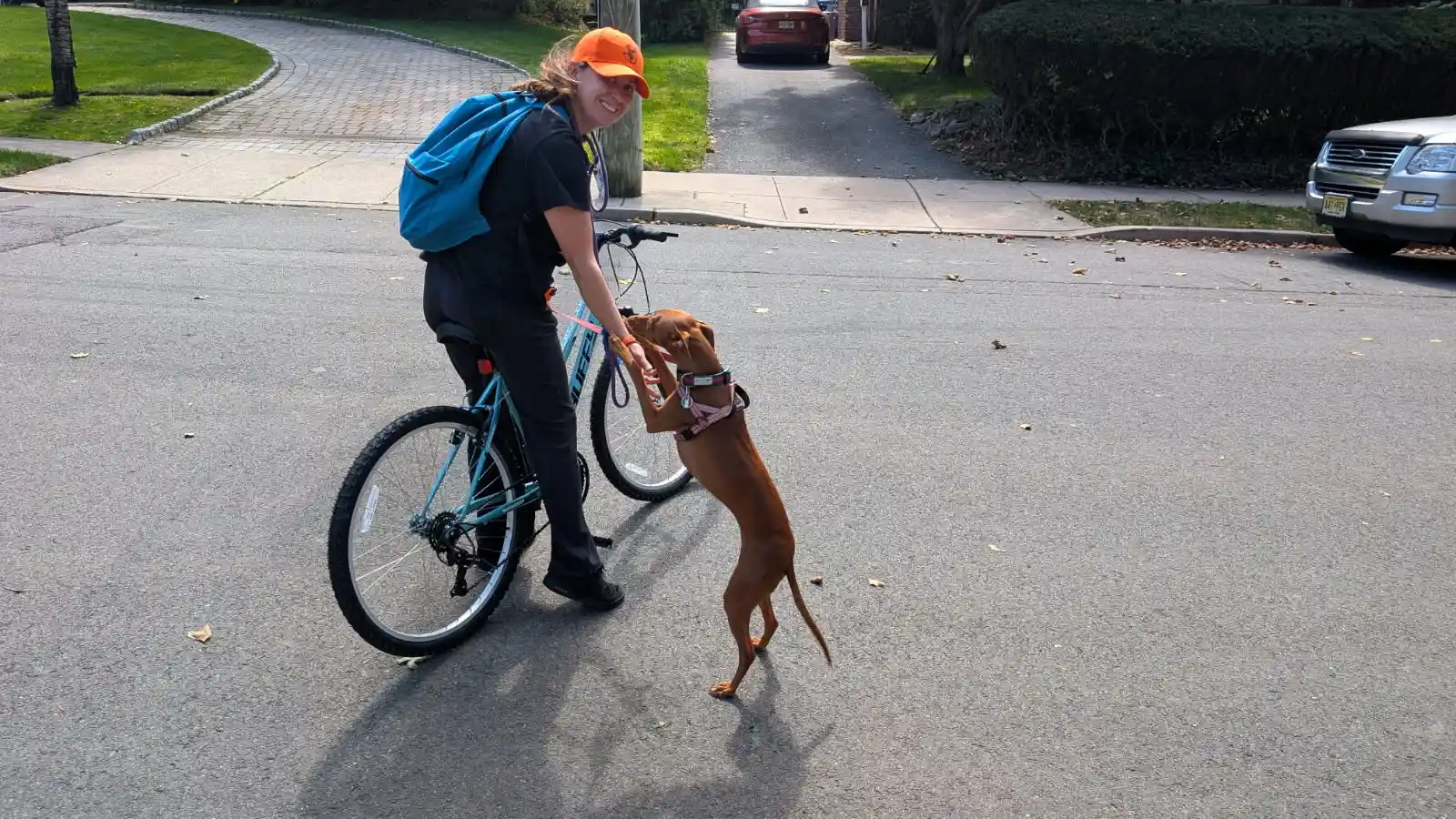 Bike stroll with reddish brown dog greeting happily on neighborhood street — Super Gigi pet sitting and dog walking in Bergen County, NJ