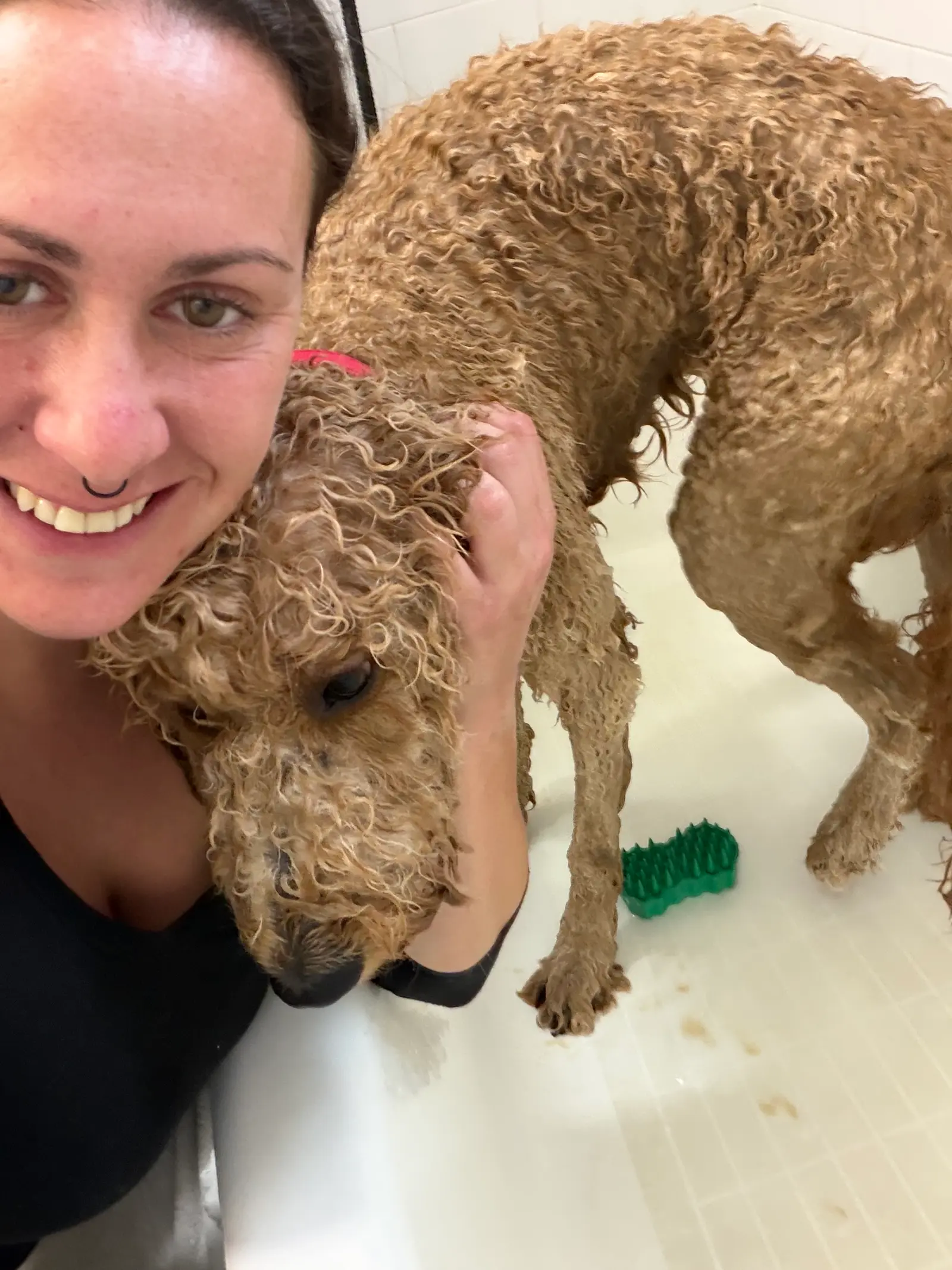 Bath time pampering for golden doodle in tub — Super Gigi pet sitting and dog walking in Bergen County, NJ