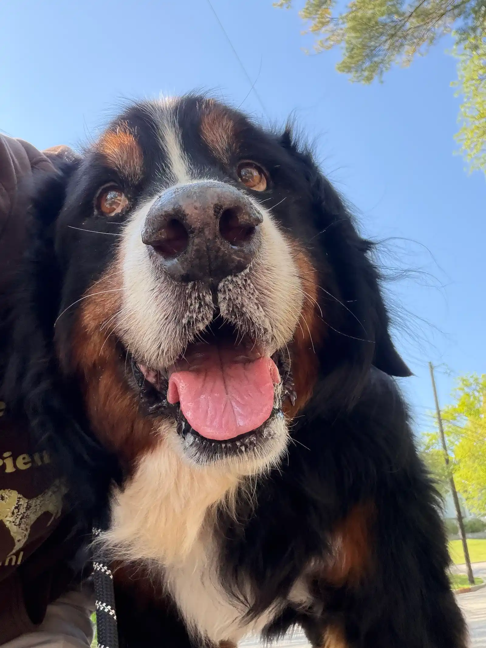 Sunny close-up smile from happy Bernese Mountain dog against blue sky — Super Gigi pet sitting and dog walking in Bergen County, NJ