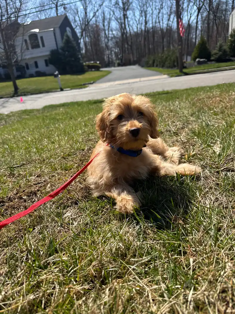 Fluffy golden puppy resting in grass on a sunny day with red leash — Super Gigi pet sitting and dog walking in Bergen County, NJ