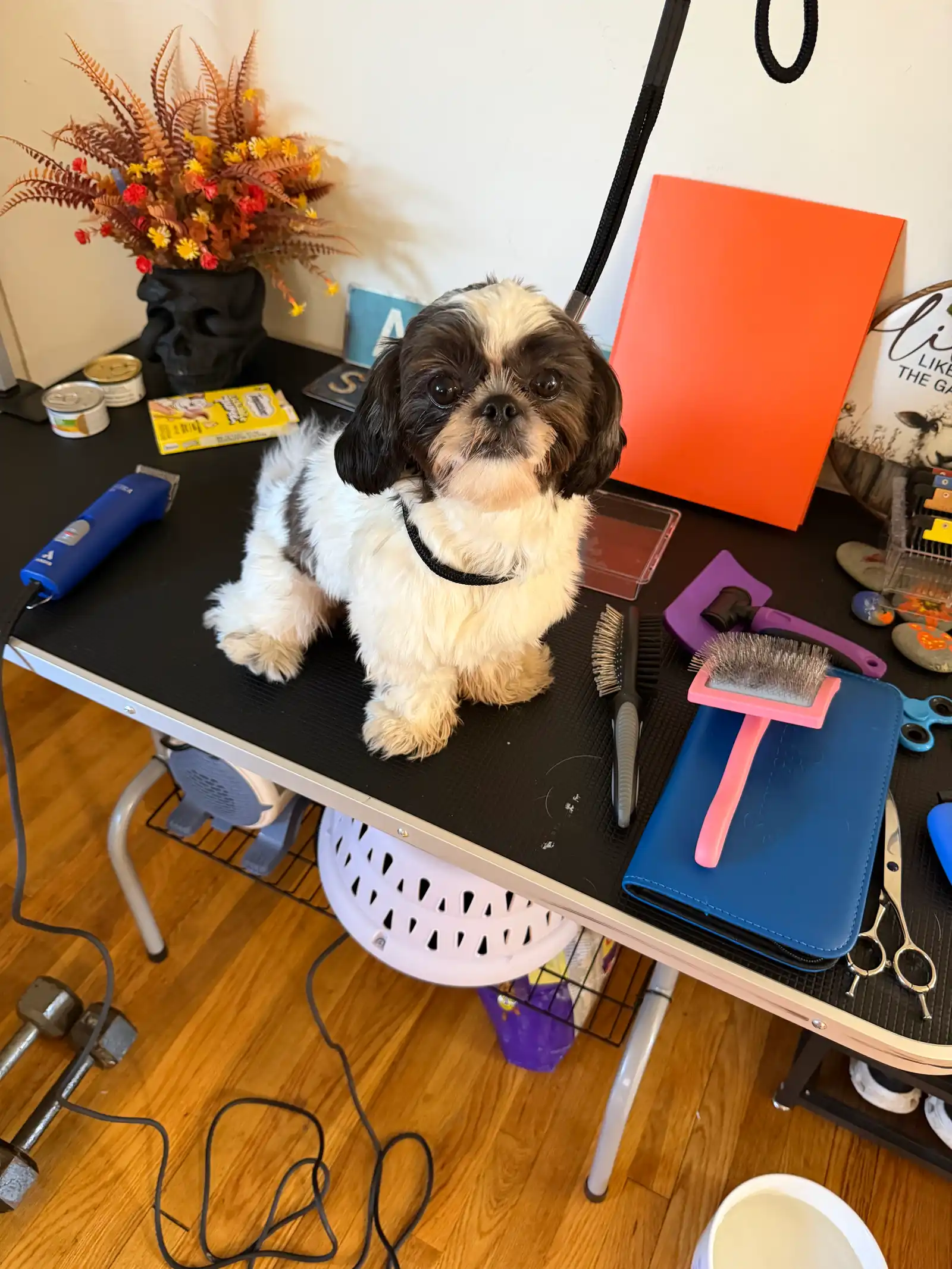 Sweet black-and-white Shih Tzu posing politely on grooming station table — Super Gigi pet sitting and dog walking in Bergen County, NJ