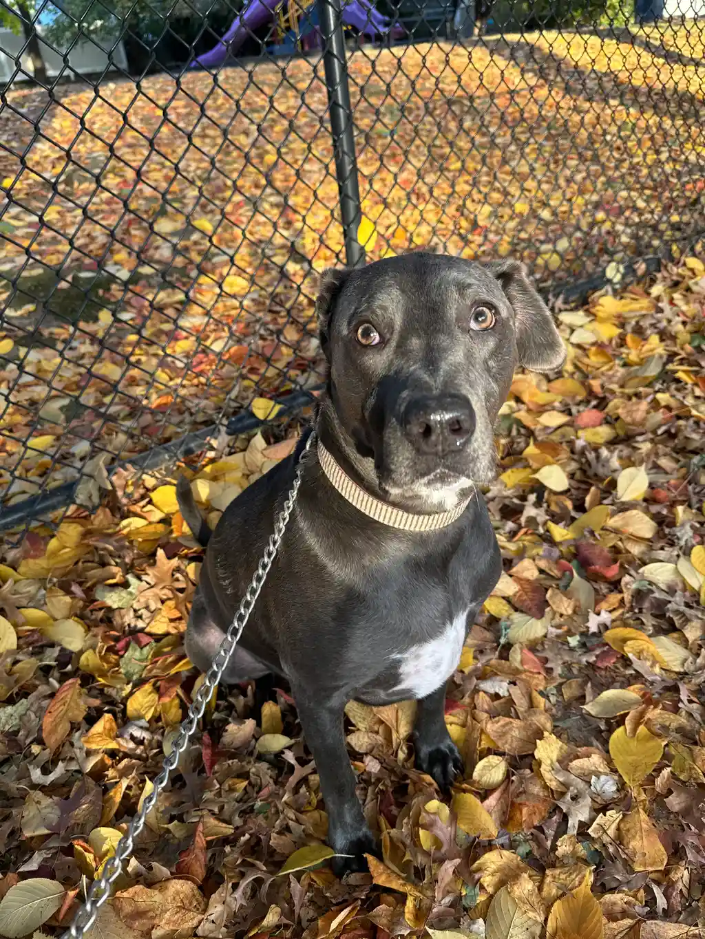 Zeus the Blue Pitbull Mix during a pet sitting and dog walking visit with Super Gigi in Bergen County, NJ — Living his absolute best life! Stomping through crisp fall leaves, giving the sweetest puppy eyes, and ready for all the belly rubs.