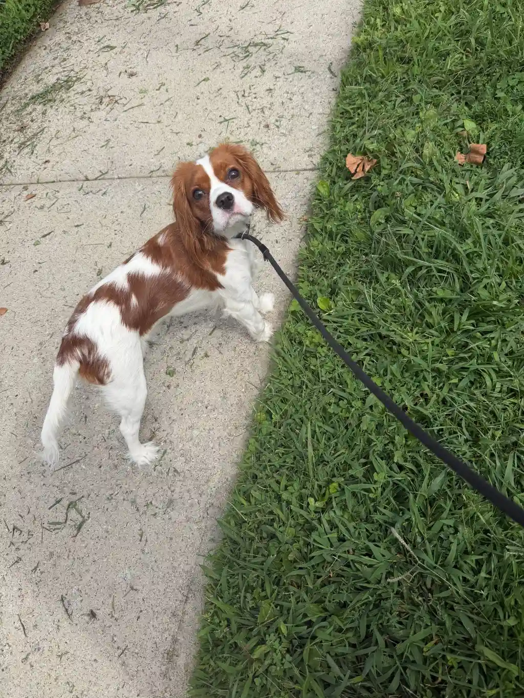 Shady the Cavalier King Charles Spaniel during a pet sitting and dog walking visit with Super Gigi in Bergen County, NJ — Checking in mid-stride with those soulful puppy eyes! Shady loves a breezy neighborhood stroll with silky ear bounces and plenty of grass sniffing along the way.