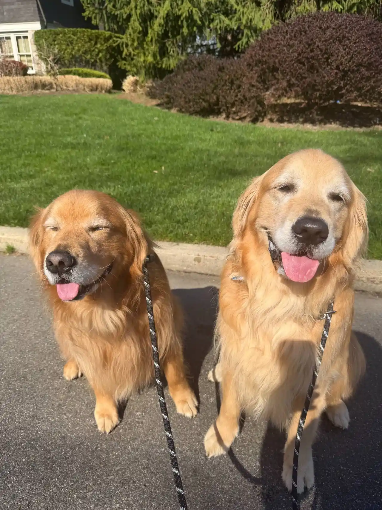 Bandit & Tex the Golden Retrievers during a pet sitting and dog walking visit with Super Gigi in Bergen County, NJ — Double the goldens, double the sunshine! Bandit and Tex soaking up the rays with squinty smiles and happy panting on their neighborhood walk.