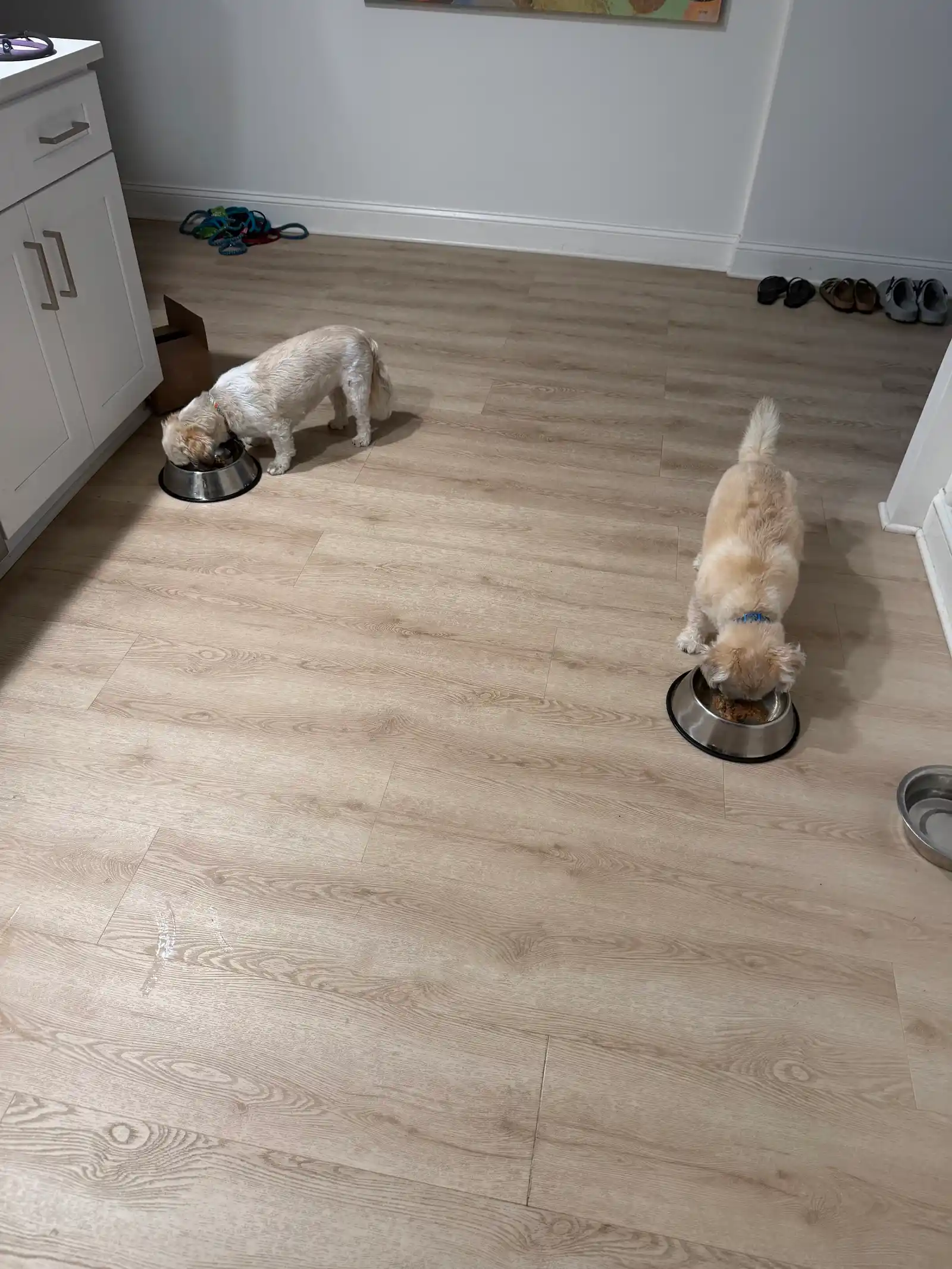 Two small fluffy pups enjoying mealtime side-by-side from shiny metal bowls — Super Gigi pet sitting and dog walking in Bergen County, NJ
