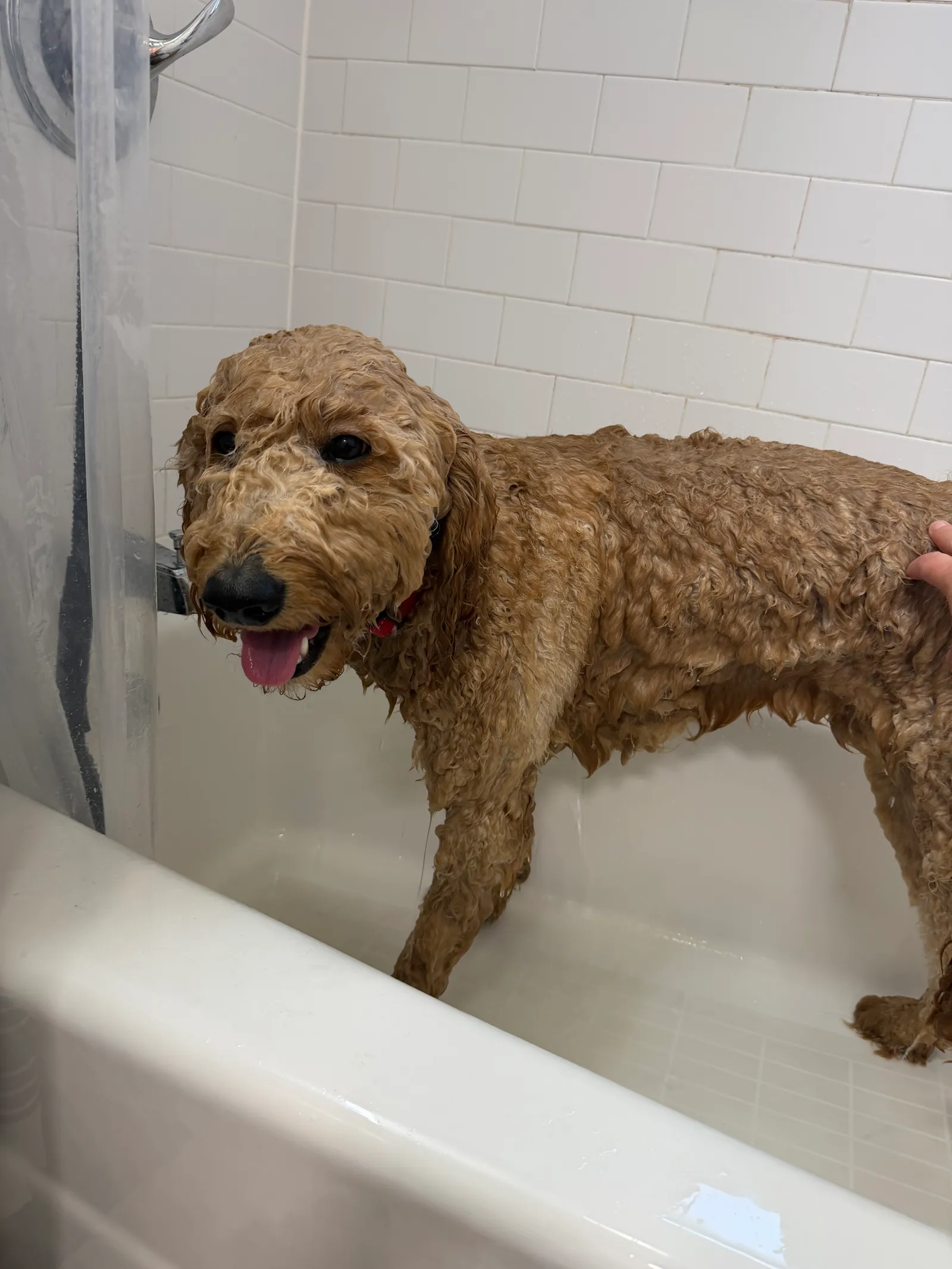Happy golden doodle in tub during wash session — Super Gigi pet sitting and dog walking in Bergen County, NJ