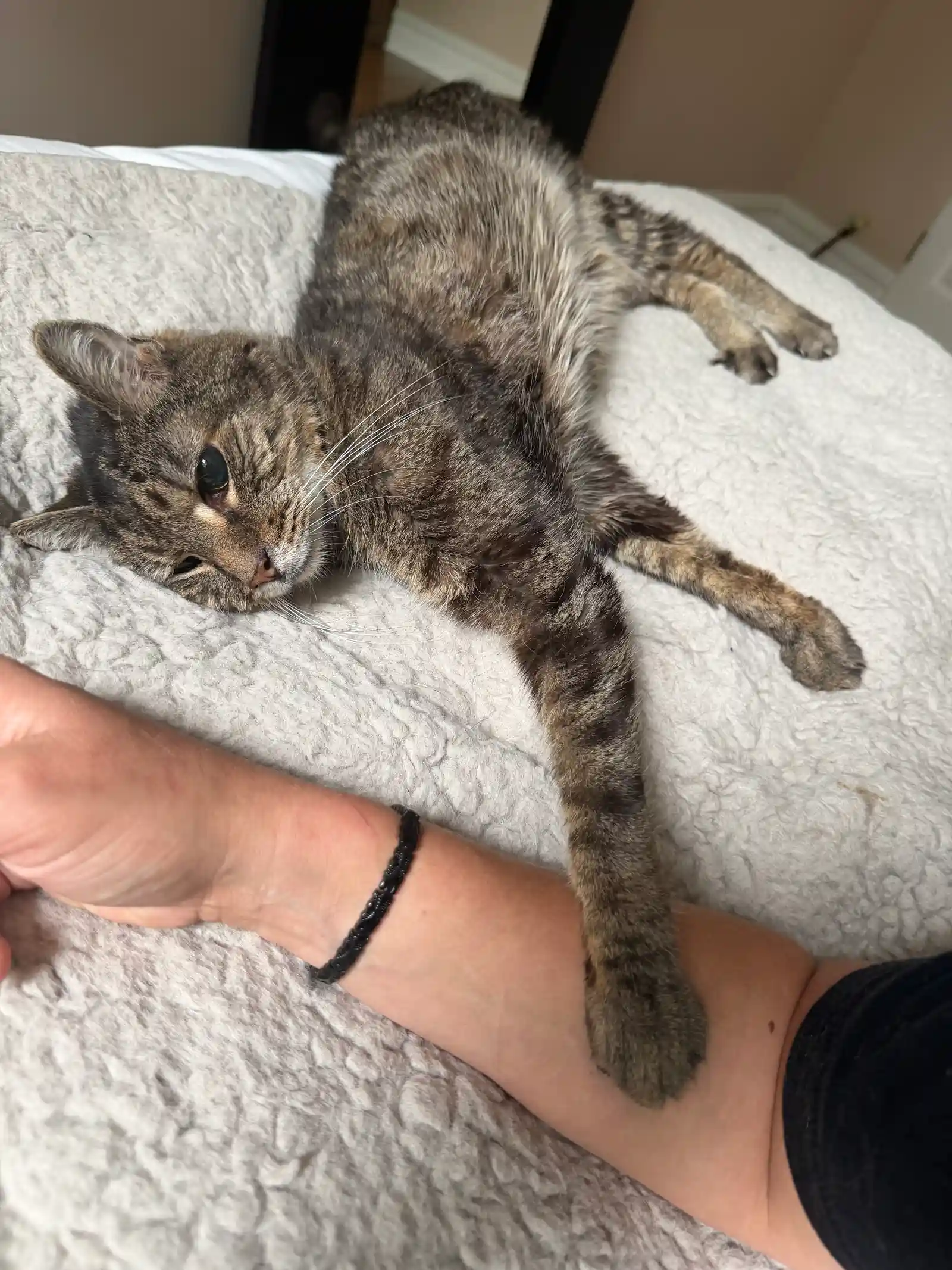 Donnie the Tabby Cat during a pet sitting and dog walking visit with Super Gigi in Bergen County, NJ — Full-body stretch, paws out, and purring up a storm! Donnie claimed Gigi's arm as his personal pillow during his cozy drop-in visit.