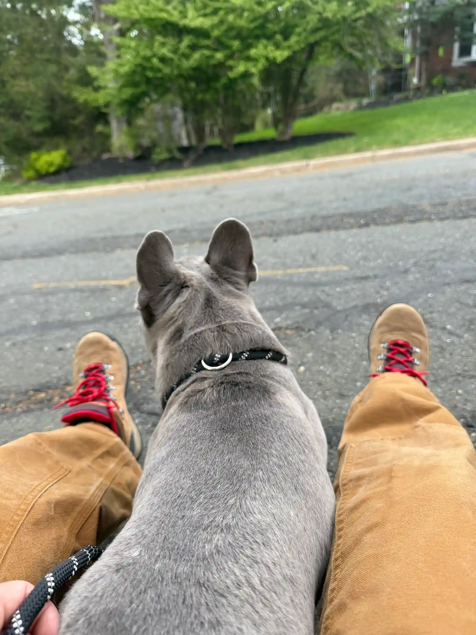 Walking grey French bulldog on neighborhood street walk — Super Gigi pet sitting and dog walking in Bergen County, NJ