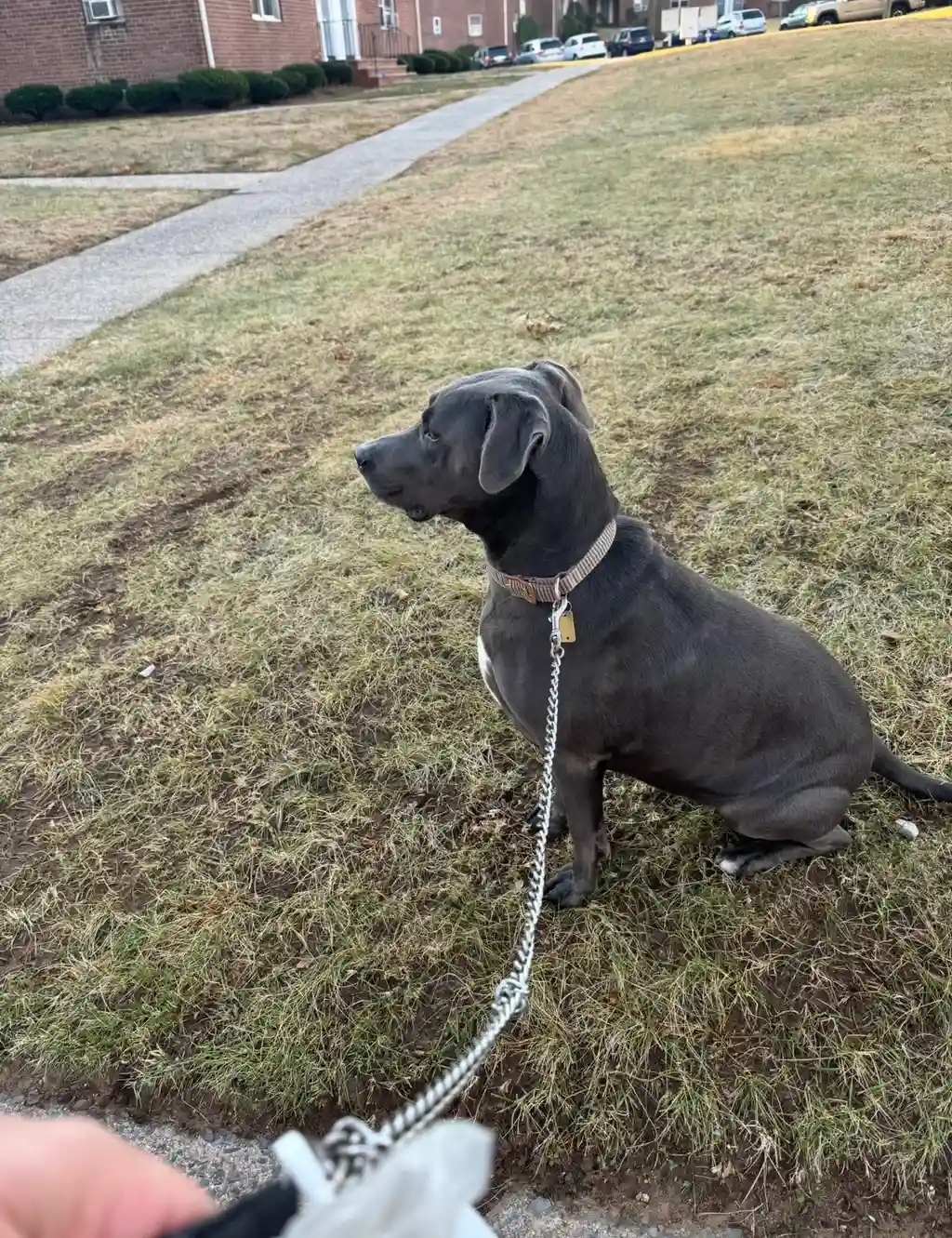 Handsome grey dog sitting obediently on outdoor lawn during neighborhood walk — Super Gigi pet sitting and dog walking in Bergen County, NJ