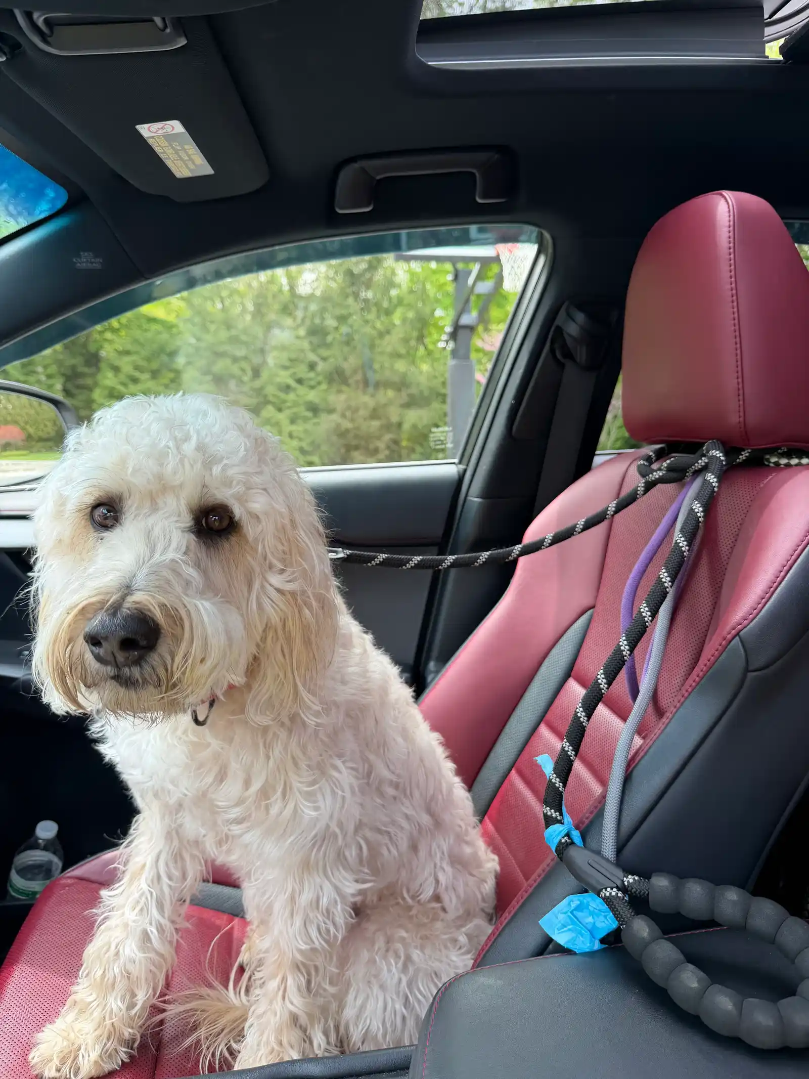 Sweet curly cream doodle sitting alert on burgundy car seats — Super Gigi pet sitting and dog walking in Bergen County, NJ