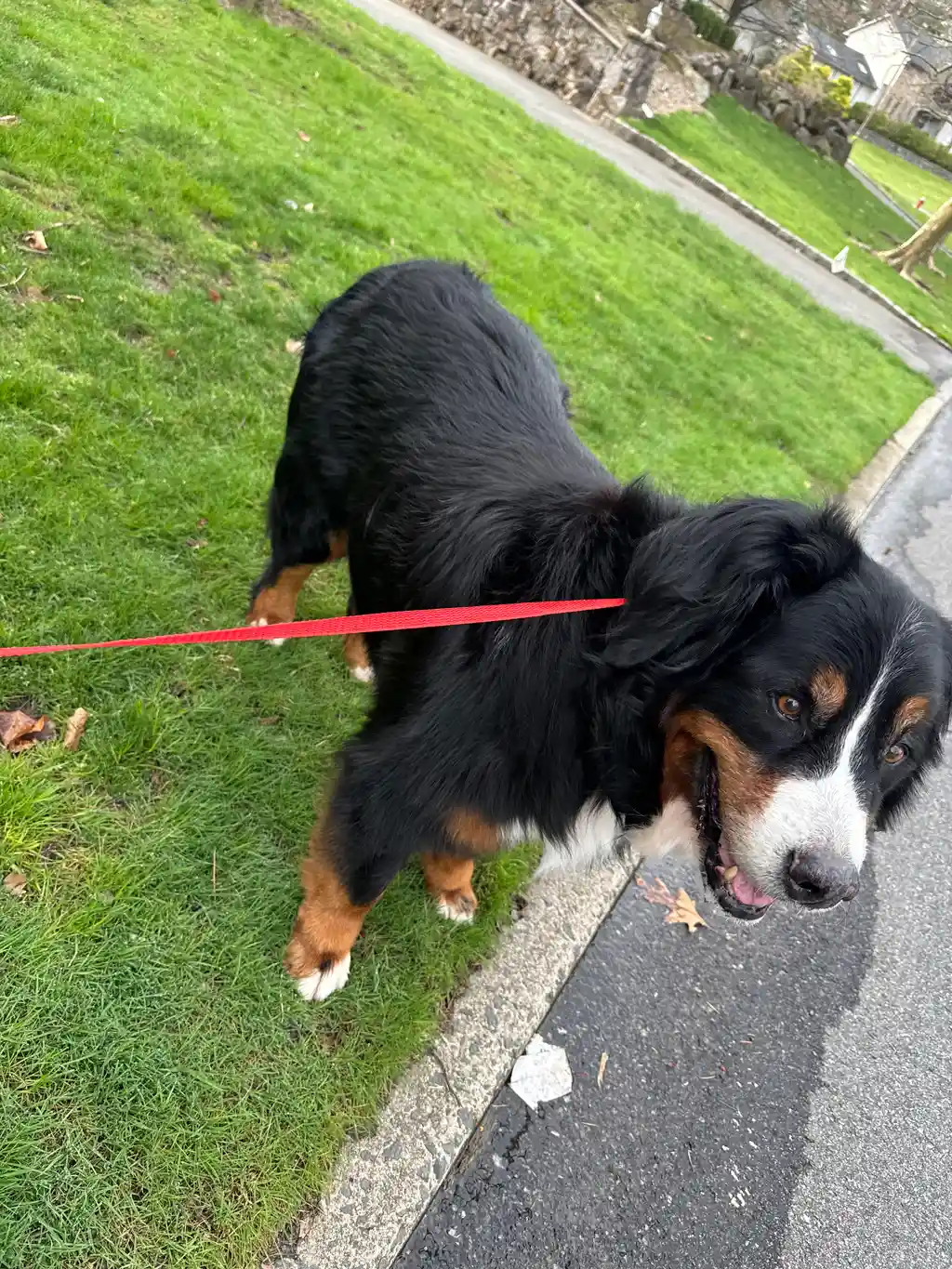 Happy Bernese mountain dog sitting on neighborhood lawn with red leash — Super Gigi pet sitting and dog walking in Bergen County, NJ