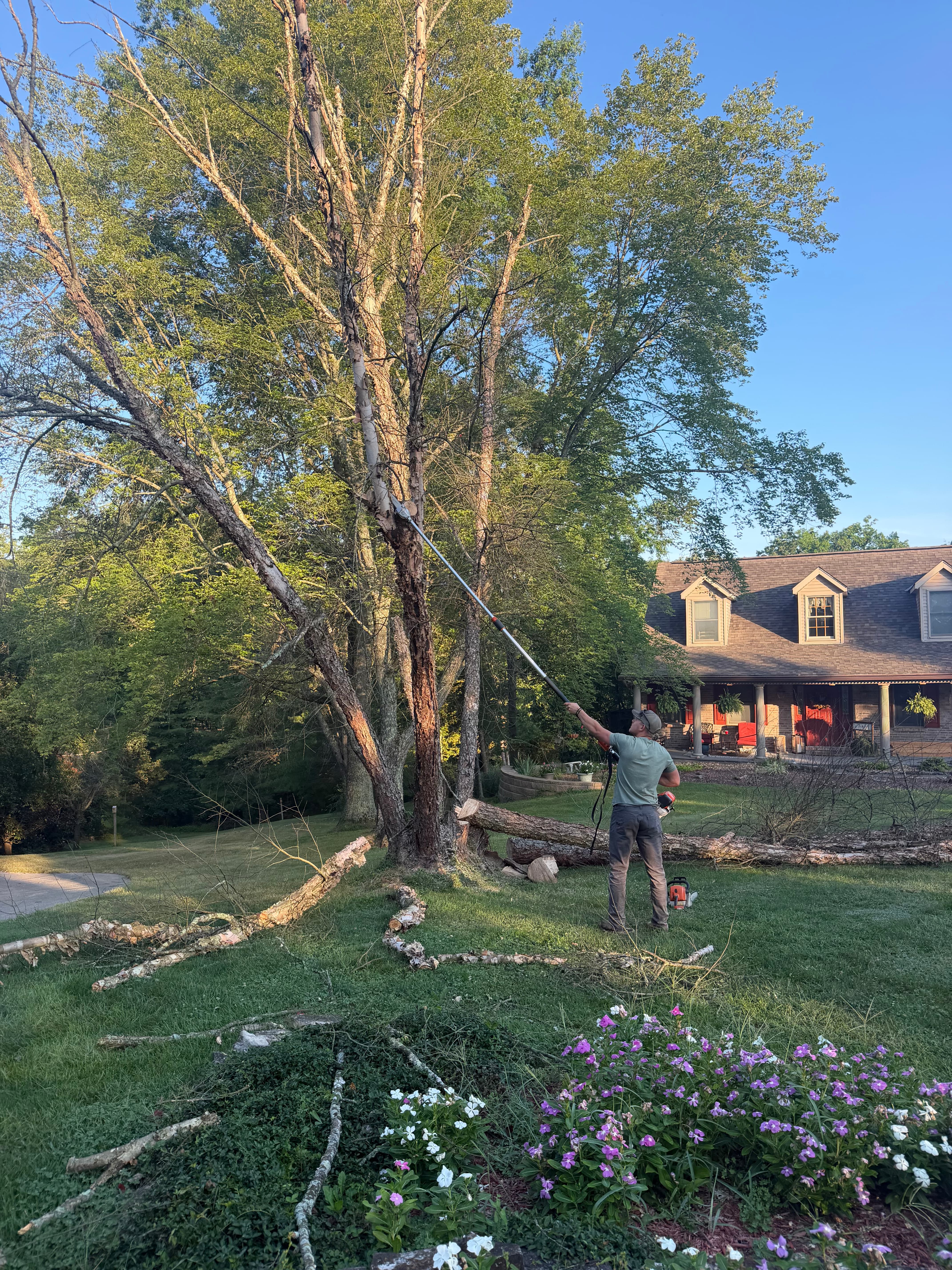 Trimming and cutting back overgrown birch tree limbs with extended pole saw