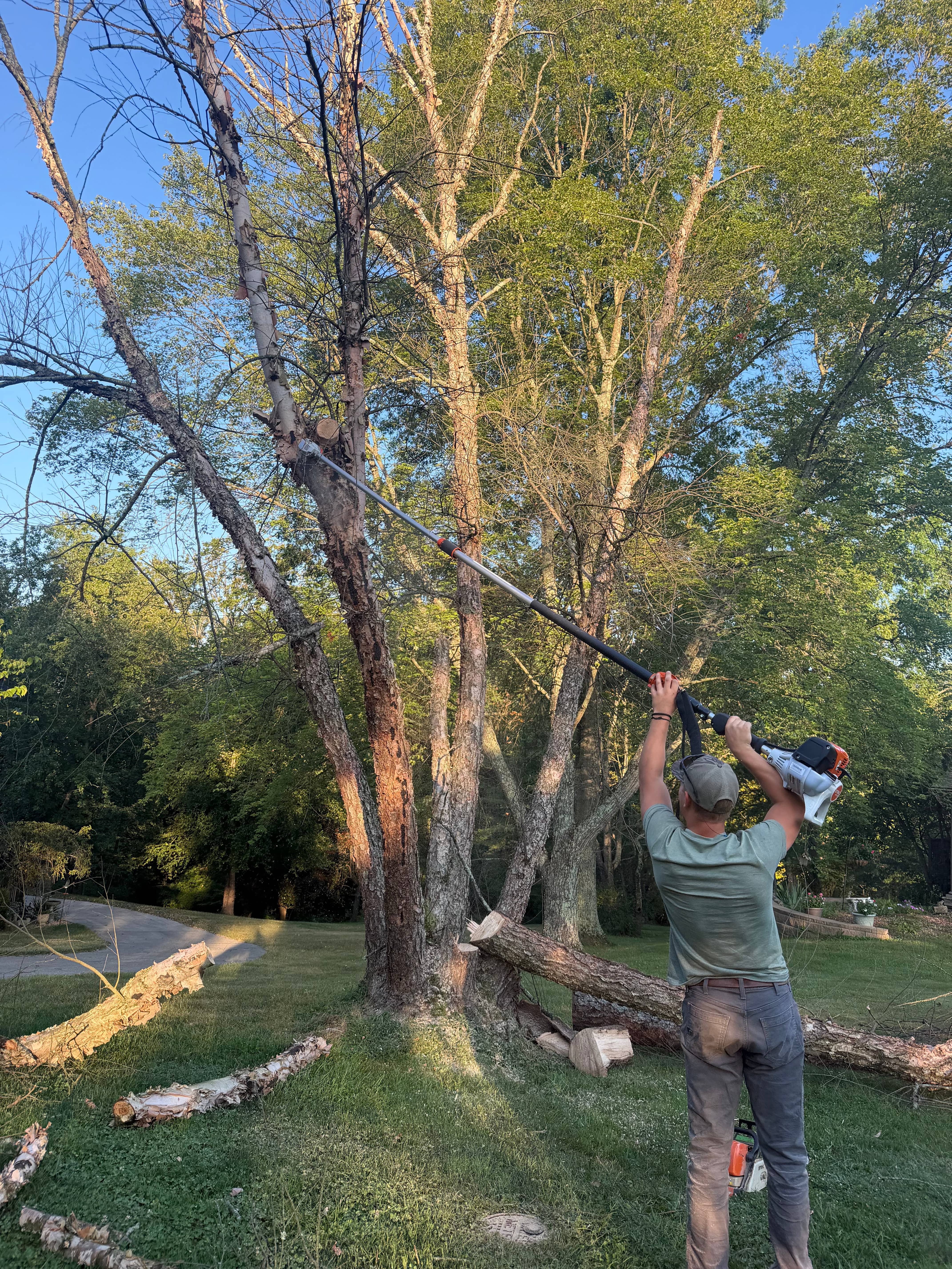 Operator reaching high canopy limbs to trim tree branches safely