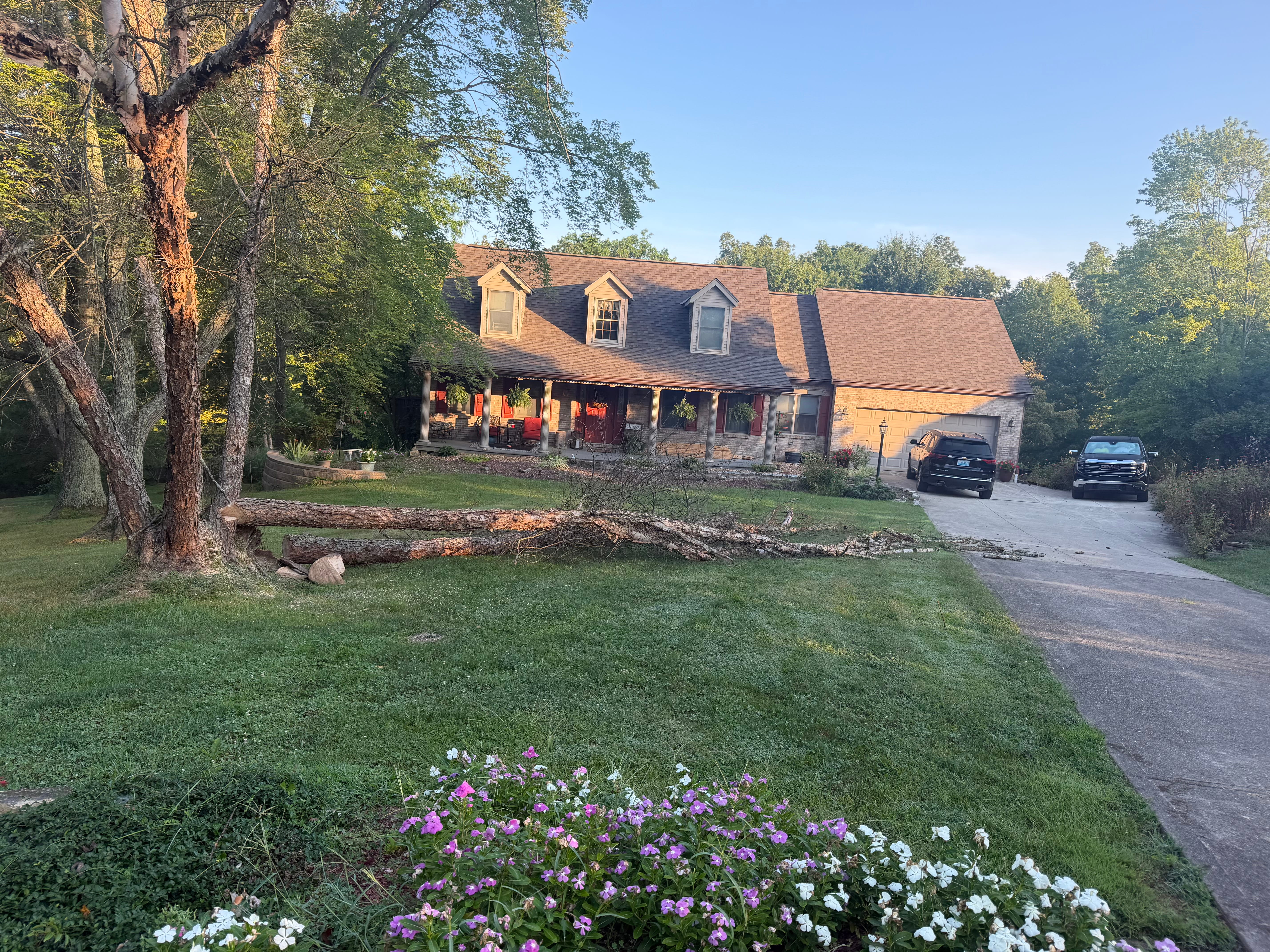 Felled tree trunk down on residential lawn ready to be cut and hauled off