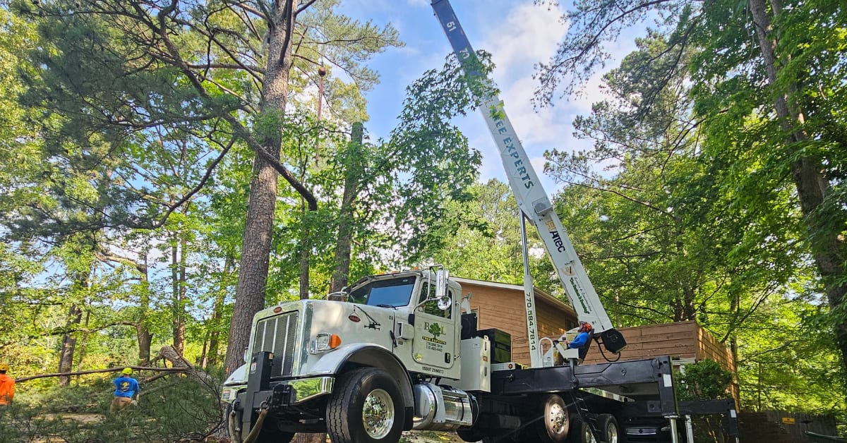 Tree Pruning by B & L Tree Expert