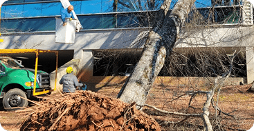 24/7 Emergency Service by B & L Tree Expert