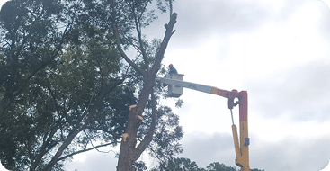 Tree Trimming by B & L Tree Expert