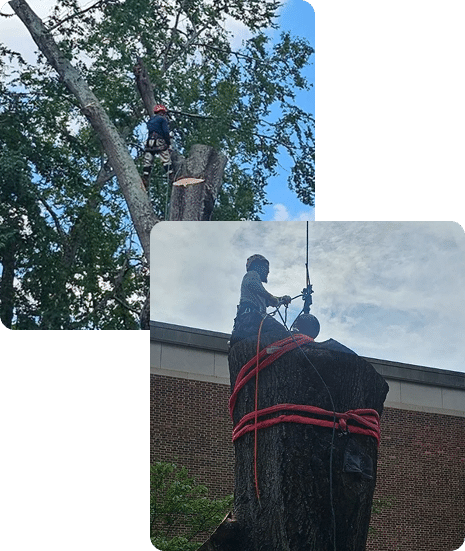 B & L Tree Expert crew on site in Lawrenceville, GA