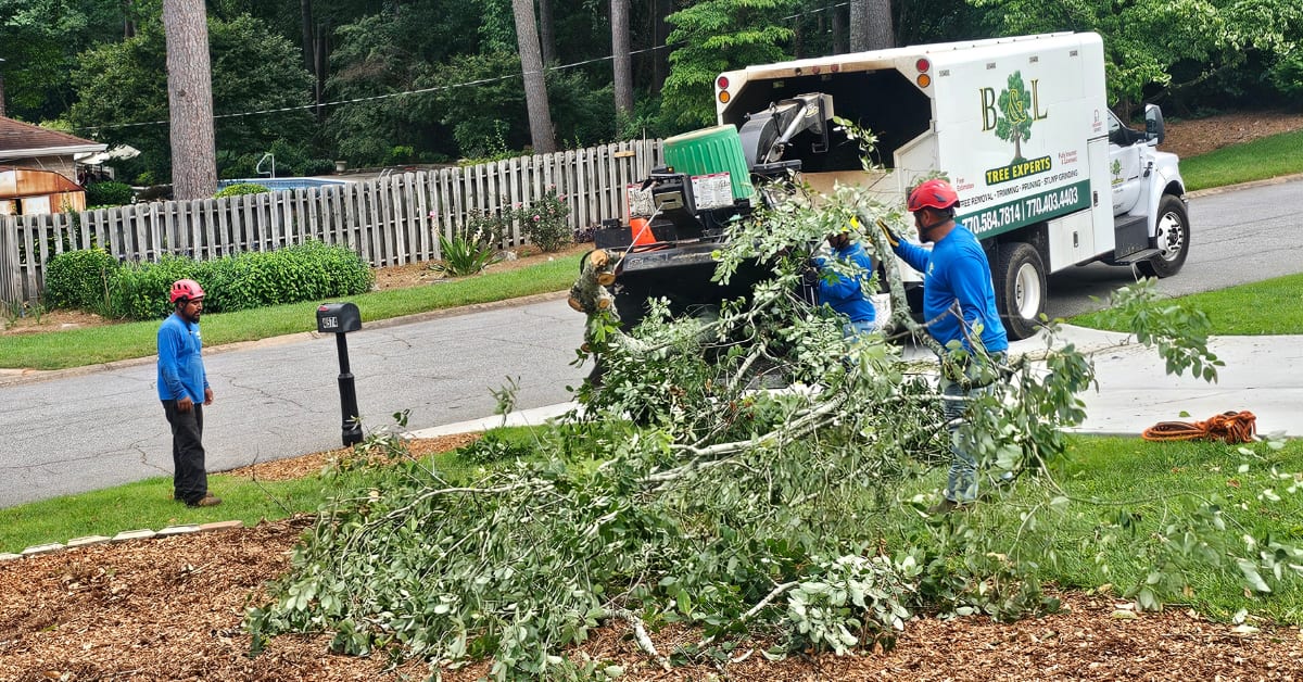 Shrub Removal & Trimming by B & L Tree Expert