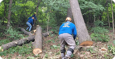Tree Removal by B & L Tree Expert