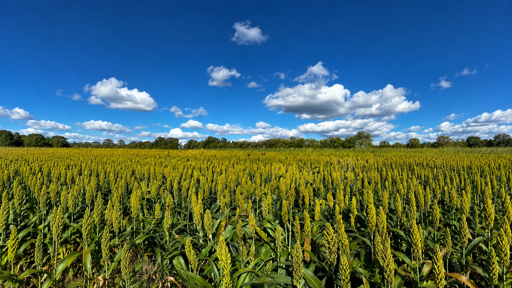 Lush field of tall standing sorghum seed heads against a deep blue sky with white clouds