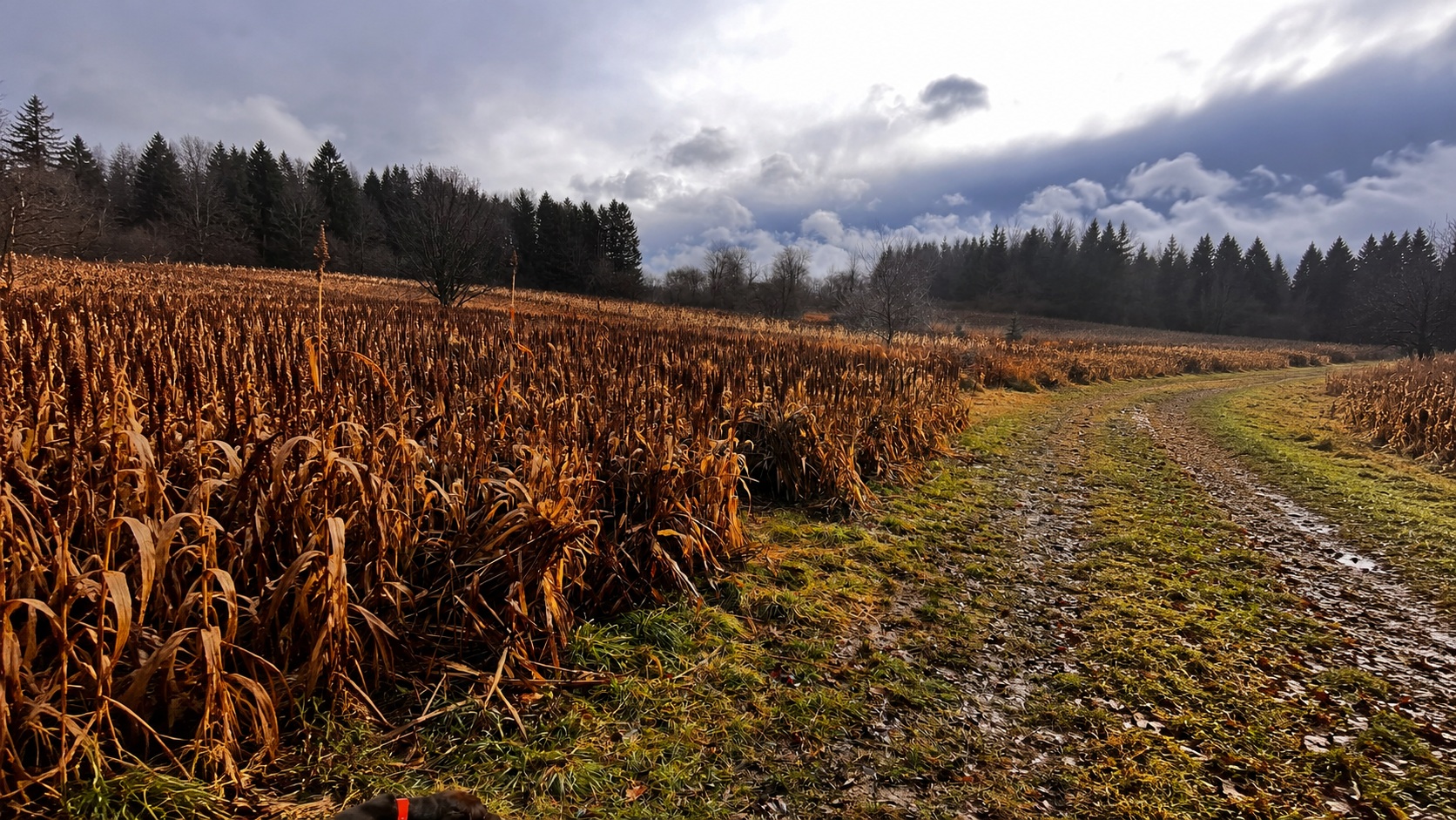 Mowed trail winding through golden standing sorghum cover beneath rolling clouds and timber tree lines