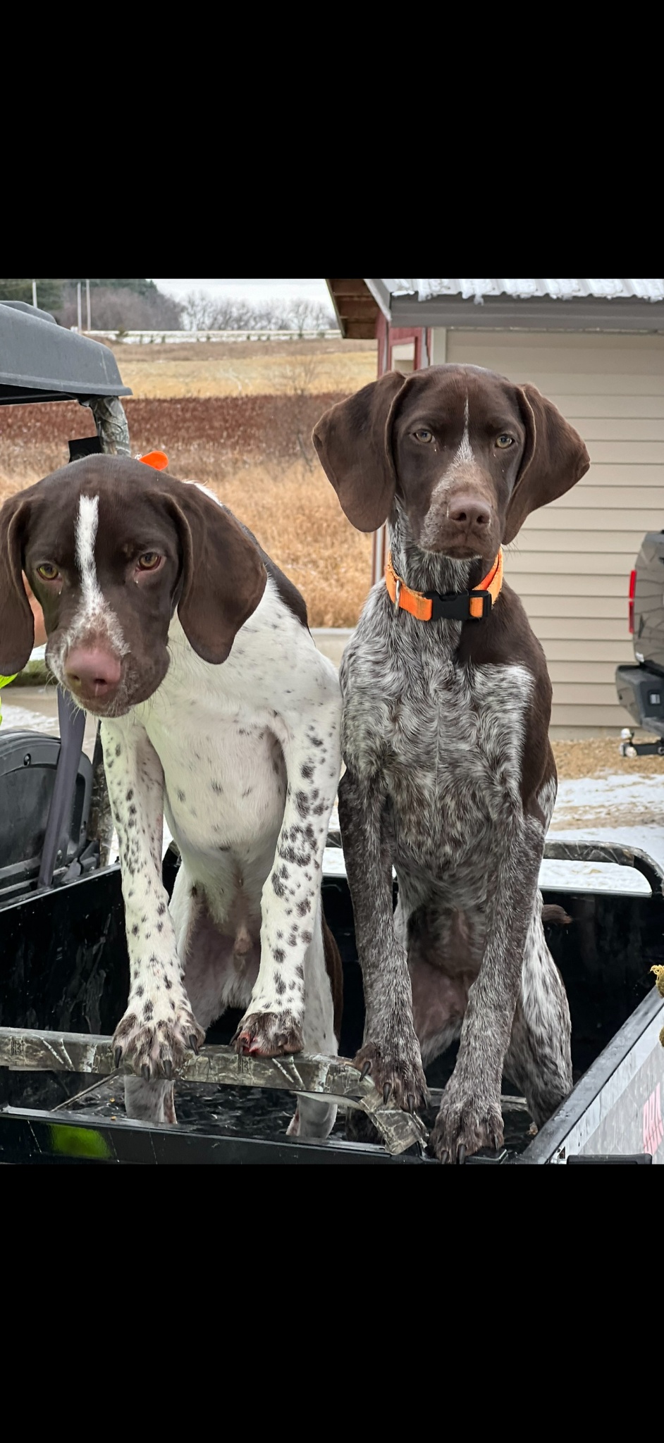 Two German Shorthaired Pointer pups ready for bird dog training at Cackle Creek