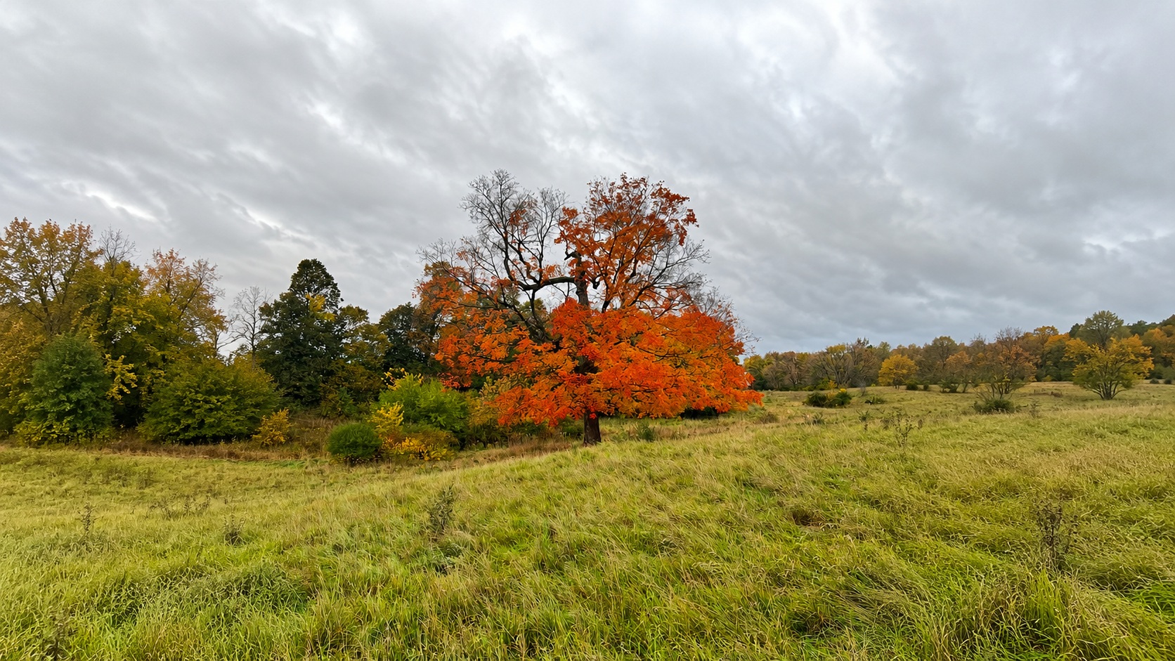 Vibrant orange autumn tree standing in an open rolling grassy field with fall woodland backdrop