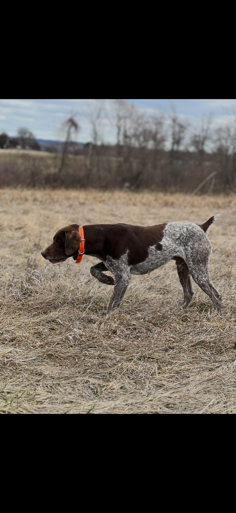 Cackle Creek German Shorthaired Pointer on point in field