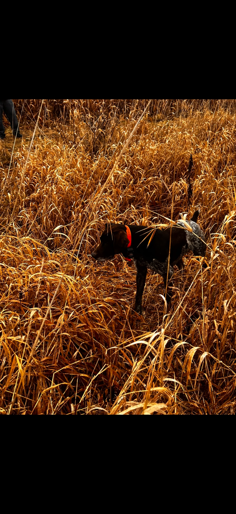 Bird dog locked on point in tall golden switchgrass cover at Cackle Creek