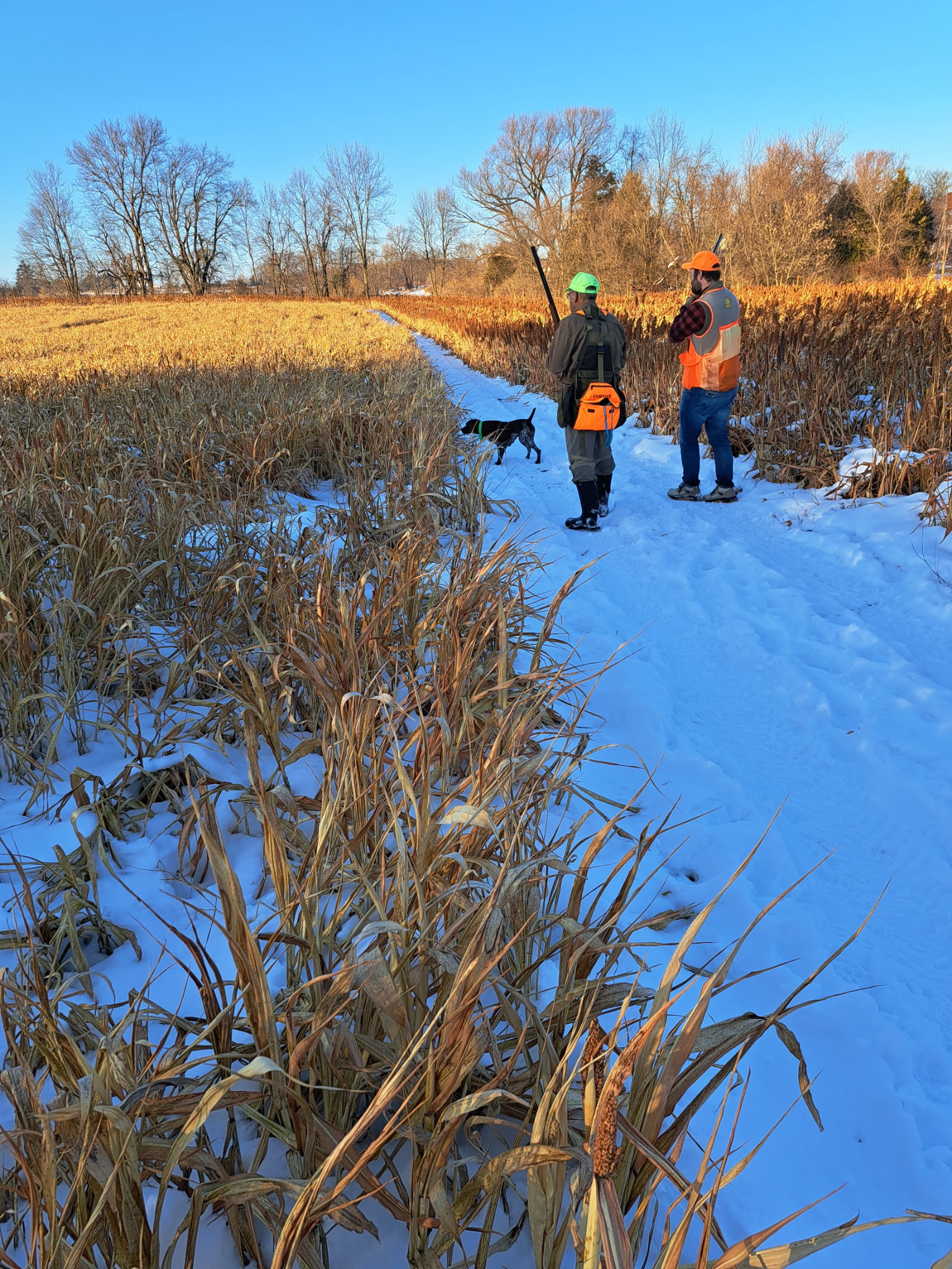 Two hunters in blaze orange vests walking with their hunting dog down a snow-packed trail through golden grain strips