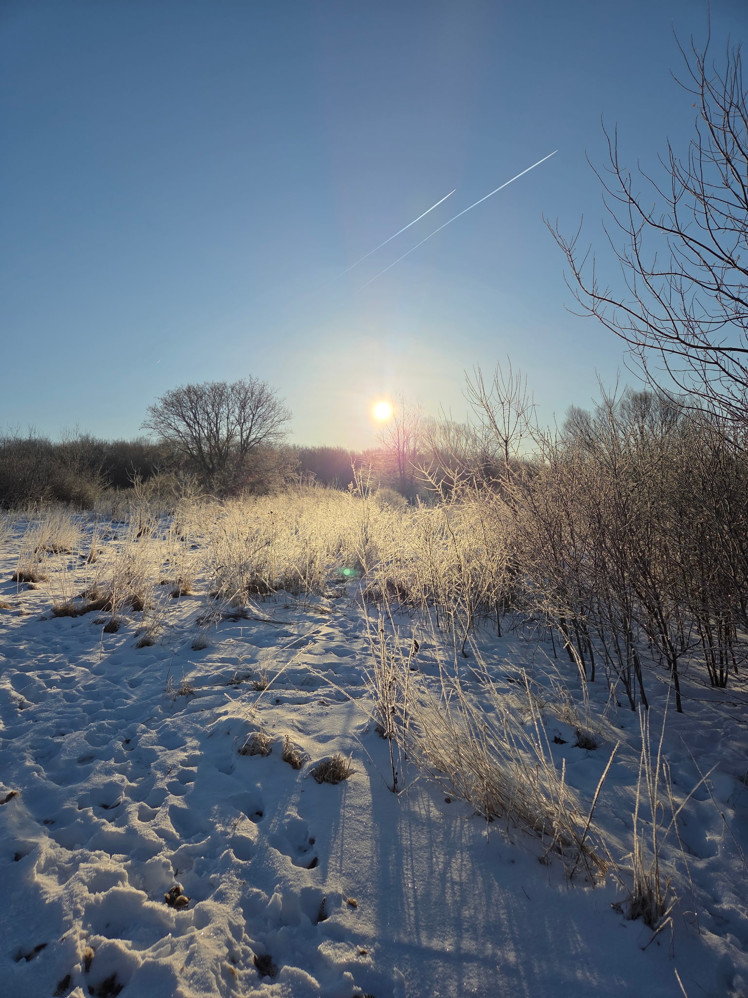 Pristine snow field with frost-tipped switchgrass and brush glistening under bright morning winter sunlight