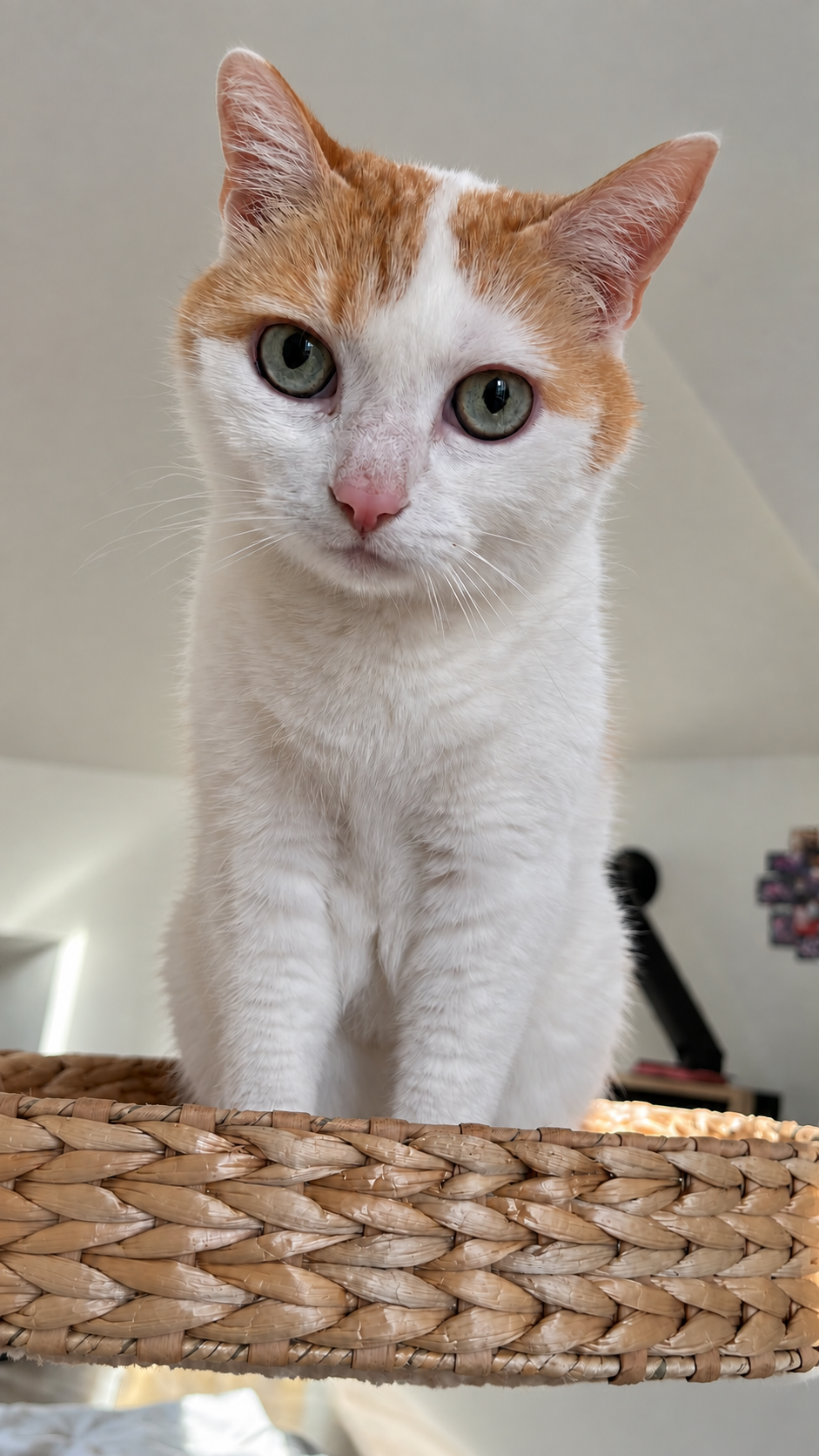 Oskar – aufmerksam blickende Katze