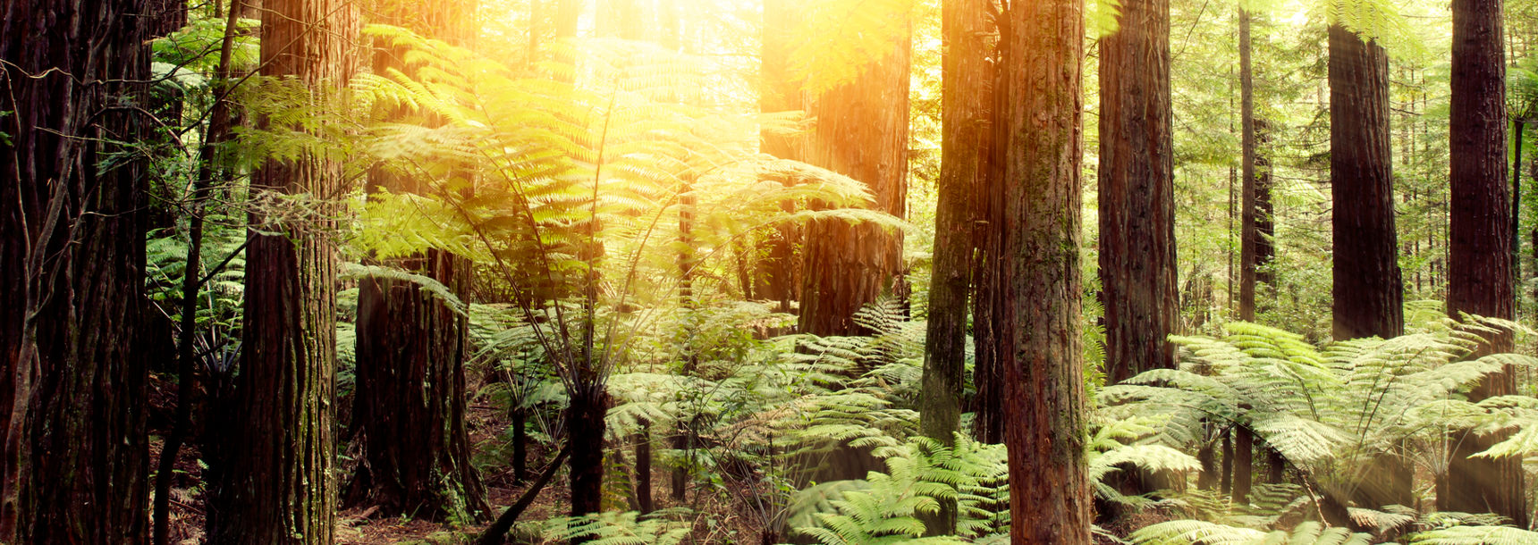 Chiropractic For Your Soul — Redwood Forest