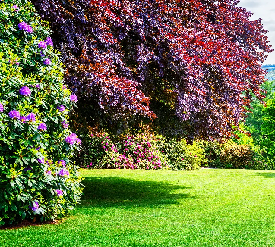 Vibrant blooming shrub borders and mature canopy tree lawn in Somerset County