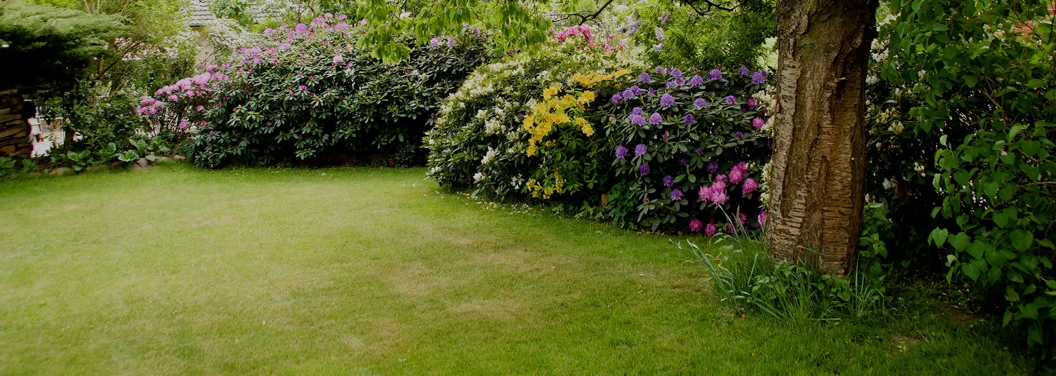 Lush residential lawn with blooming rhododendrons and mature shade tree in Somerset County