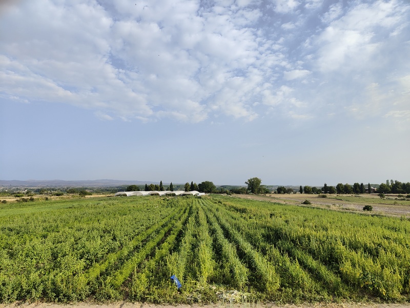 Campos ecológicos de ecoLombana con vistas al fondo